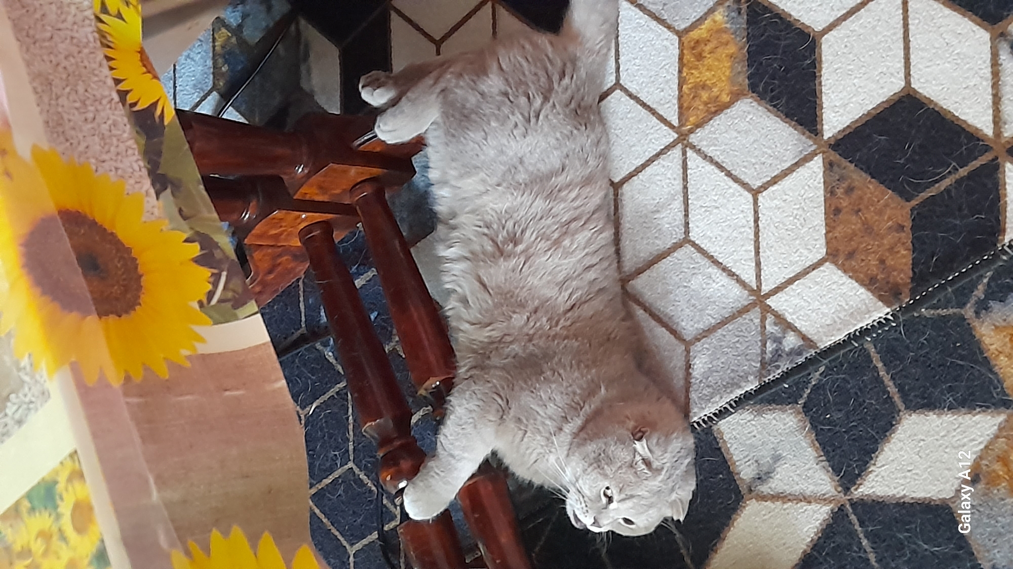 A light gray cat is lying on its back on a patterned rug in a room. The cat's paws are extended upwards and its head is tilted back. The rug has a geometric pattern of white, black, and brown diamonds. The cat is lying next to the leg of a wooden table. The table has a tablecloth with a sunflower print. The floor is tiled. The image is taken from a high angle, looking down on the cat. There is a watermark in the bottom left corner that reads "Galaxy A12". The scene is indoors, likely in a residential setting.