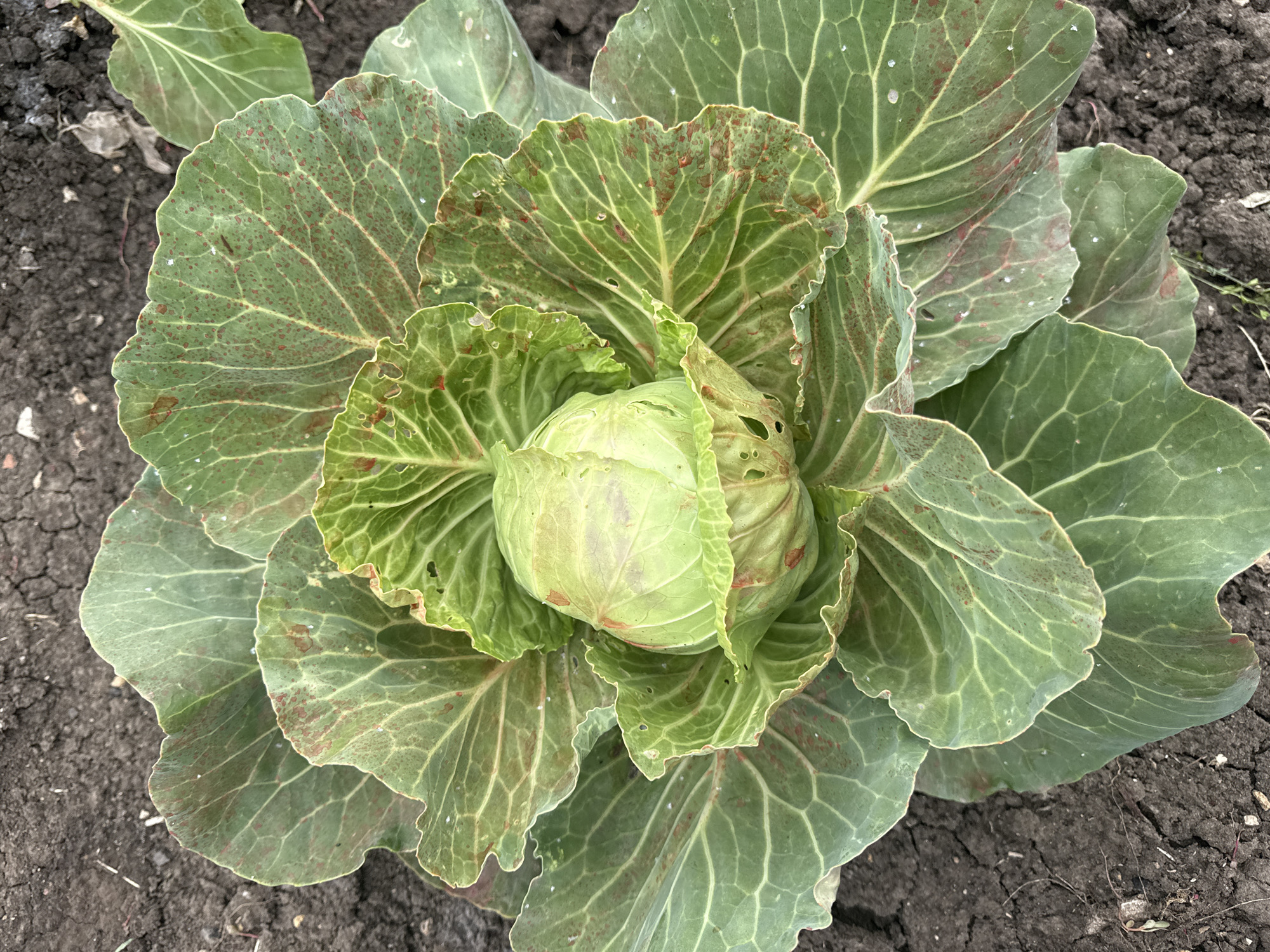 The image shows a head of cabbage growing in dark soil. The cabbage has large, green outer leaves with some reddish-brown spots and small holes, indicating potential insect damage or disease. The inner leaves are tightly wrapped around a pale green head. The surrounding soil is dark and appears somewhat dry, with some small clods and faint cracks. The image is taken from a top-down perspective. There are no people or man-made structures visible in the frame. The context of Bereznehuvate, Ukraine, is noted but not visually represented in the photograph itself.