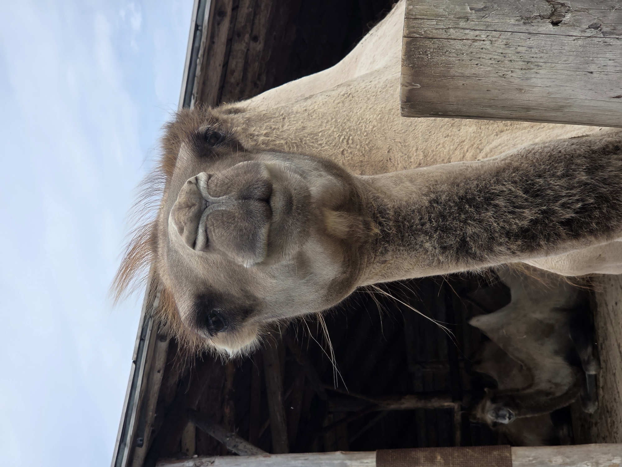 A close-up, head-and-shoulders shot captures a camel standing in front of a wooden structure. The camel's head is turned slightly towards the camera, with its eyes open and a peculiar, almost grinning expression on its face. Its fur is light brown, and its mane is a darker shade, standing up in a windblown fashion. Behind the camel, another camel is visible lying down inside the wooden shelter. The shelter appears rustic, constructed from rough-hewn wood. The sky above is partly cloudy. The image does not contain any explicit information about the location being in Alexandrov, Russia; the context is solely derived from the visual elements of the scene.