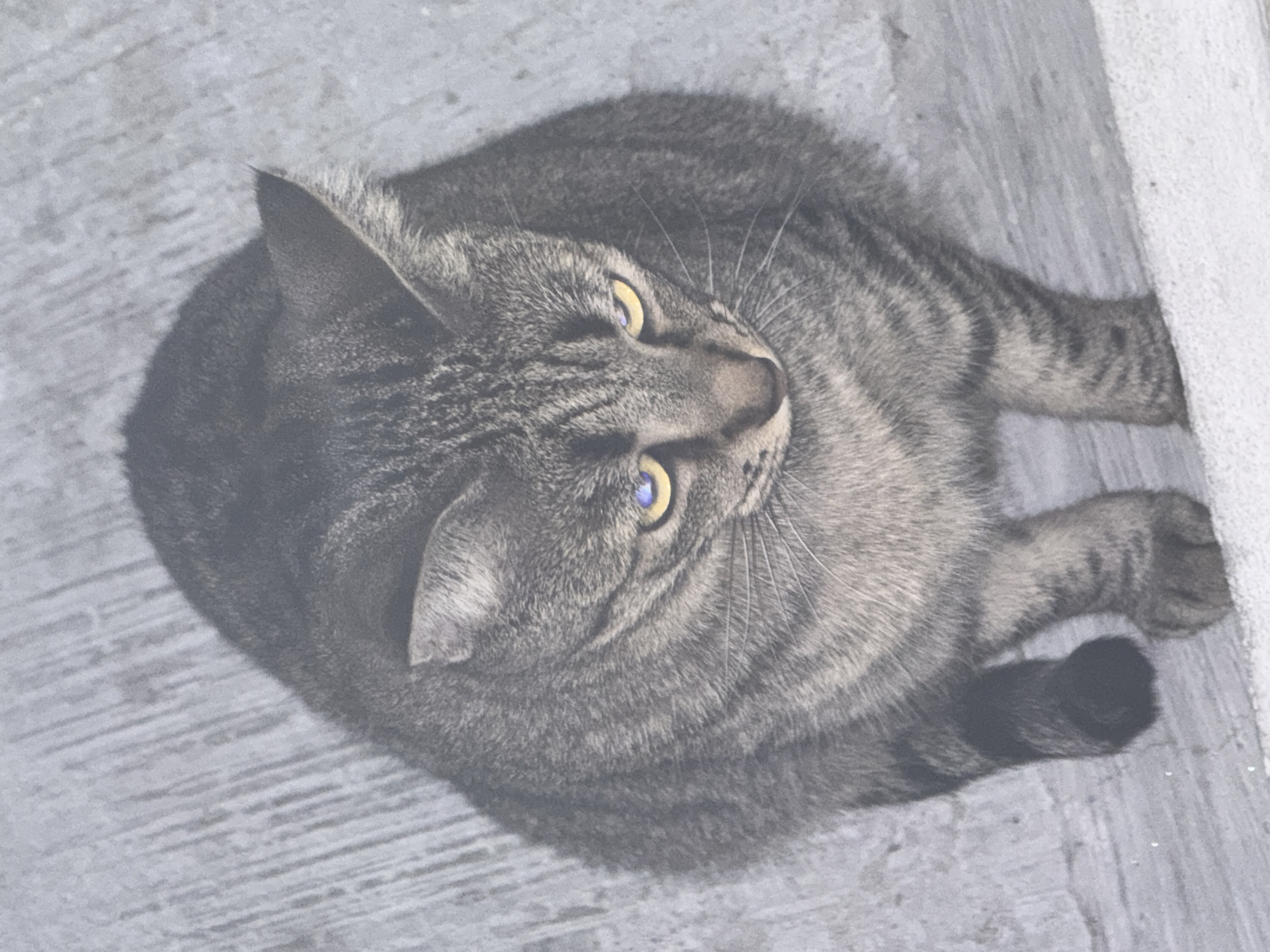 A gray tabby cat with yellow eyes is curled up on a gray concrete surface. The cat is looking upwards and slightly to the right. A white concrete wall is visible on the right side of the image. The location is Puebla, Mexico.