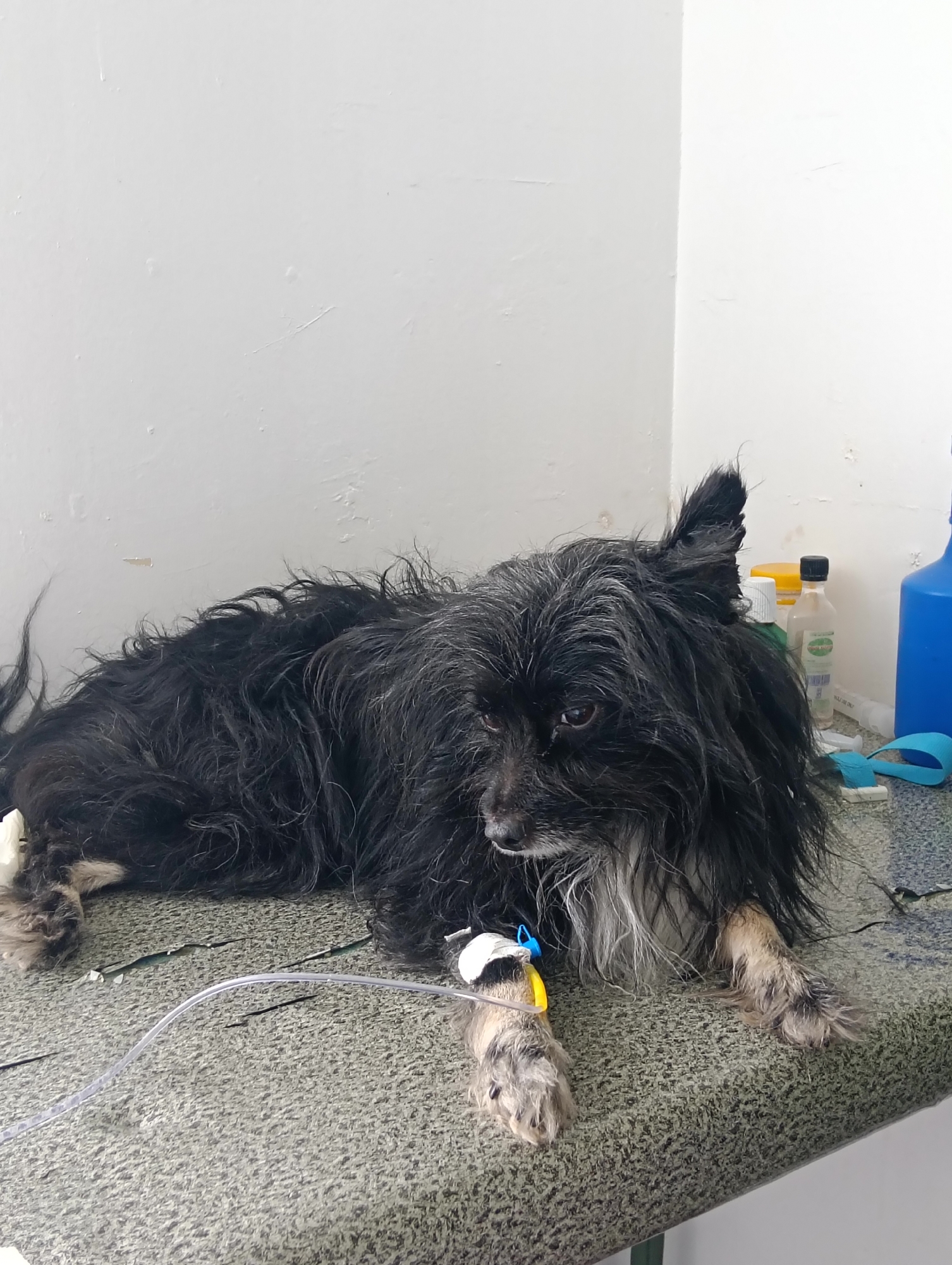 A medium-sized, black, long-haired dog with white markings is lying on a patterned countertop. An intravenous (IV) line is connected to the dog's front left paw, held in place with a white wrap and a yellow and blue connector. Behind the dog are various containers and bottles on the countertop. The background consists of a white wall with minor imperfections. The location and city are unknown.