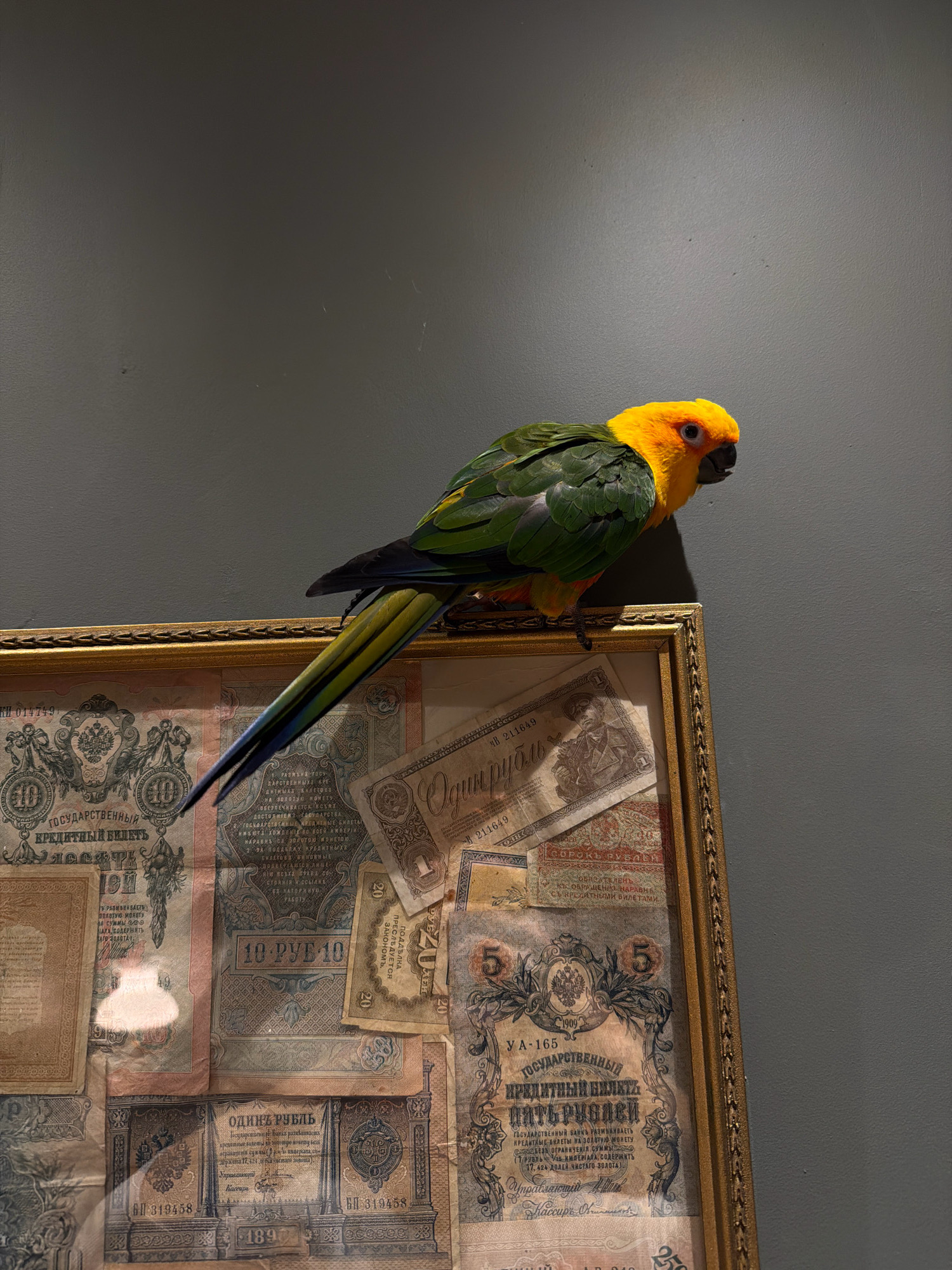 A vibrantly colored parrot, with a yellow head and orange chest, and green and blue wings and tail, perches on the gilded frame of a display of old Russian currency. The parrot faces right, its beak slightly open, appearing to be looking at something out of frame. The currency, visible through the frame, consists of various denominations of paper money, predominantly in shades of pink, blue, and tan, with intricate designs and Cyrillic lettering. The display is leaning against a plain, dark gray wall. The image has been captured from a slightly elevated angle. No specific location in Khimki, Russia can be identified from the visual information provided.