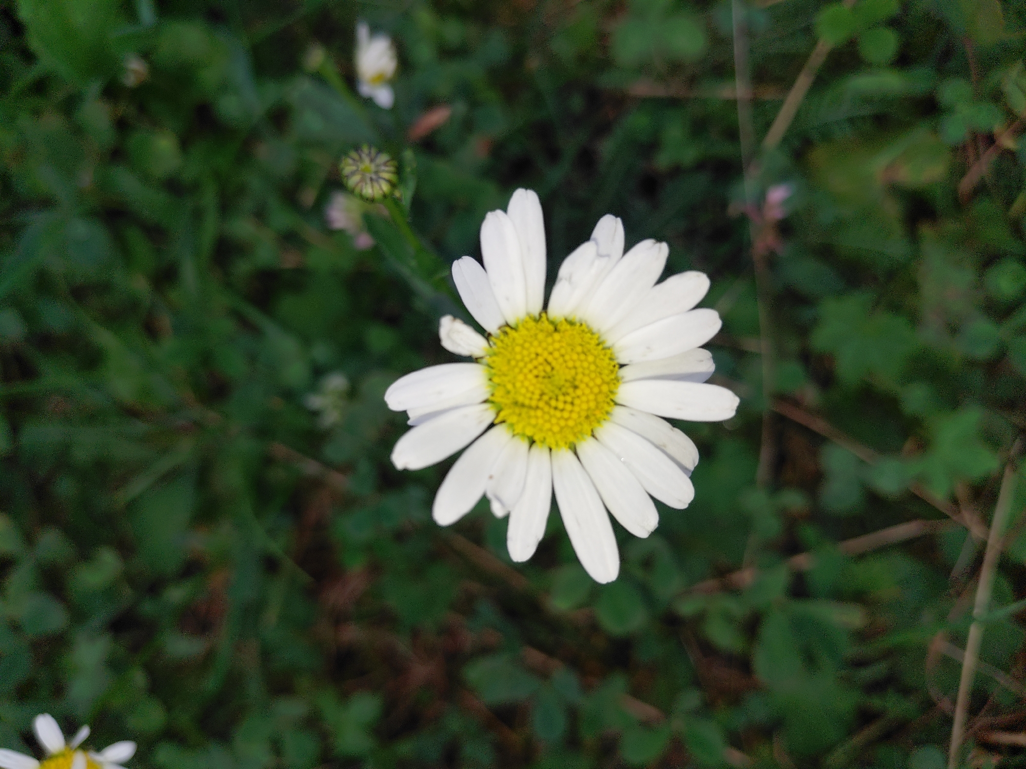 A close-up, top-down view shows a single white daisy with a bright yellow center, set against a softly blurred background of green foliage. The daisy is the clear focal point of the image, with its petals fanned out. In the upper left corner, a portion of another white daisy is visible. Further into the background, a small, unopened flower bud with green and yellow hues can be seen, along with another blurry white flower. The environment is a natural outdoor setting, possibly a garden or a meadow. There are no people or any identifiable structures or landmarks that would allow for precise geolocation to the city of Chernivtsi, Ukraine.