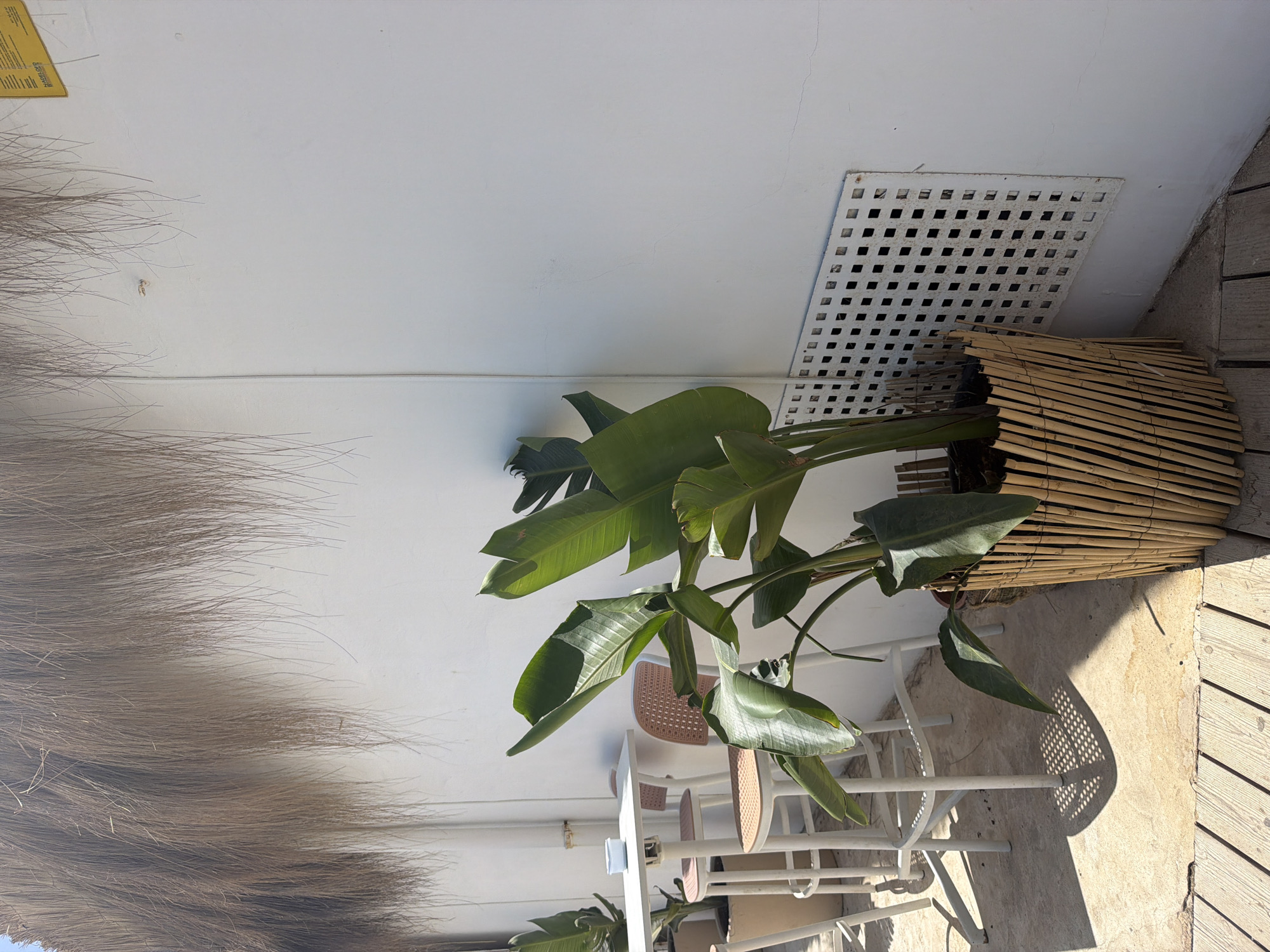 The image depicts an outdoor seating area with a white wall and a thatched overhang. In the foreground, a large potted plant with broad green leaves is placed in a bamboo planter. To the left, a white high-top table is set with a small white dish and three white bar stools with woven seats. Beyond this, another similar table and chairs are visible. The ground is a mix of concrete and wooden planks. Sunlight casts distinct shadows of the table and chairs onto the concrete. A white ventilation grate is set into the lower portion of the white wall. A yellow sign with text is affixed to the upper right portion of the wall. The overall scene suggests a restaurant or cafe setting in a sunny, possibly coastal, environment. This scene is likely located in Sant Josep de sa Talaia, Spain, given the prevalence of outdoor seating areas and Mediterranean architectural elements often found in the region, especially during warmer months. There are no people present in the image.