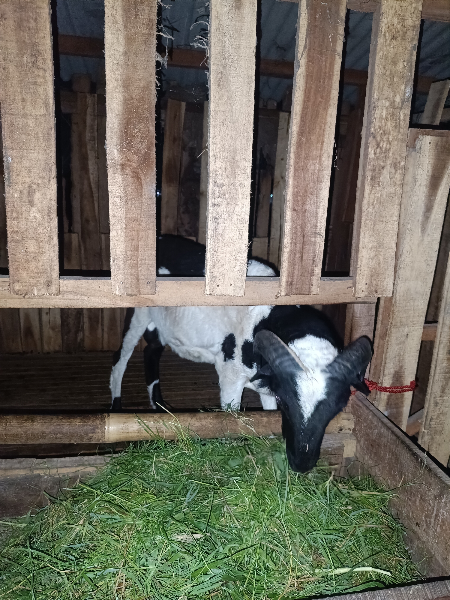 A black and white goat is in a wooden enclosure, eating a pile of green grass. The enclosure appears to be constructed from rough-hewn wooden planks and bamboo. The goat has black markings on its body, including on its head and legs, and has short, curved horns. A red rope is tied around the goat's neck. The enclosure is set in an outdoor environment, possibly a farm or rural area, in the city of Bantul, Indonesia. The lighting suggests it is either dusk or nighttime.