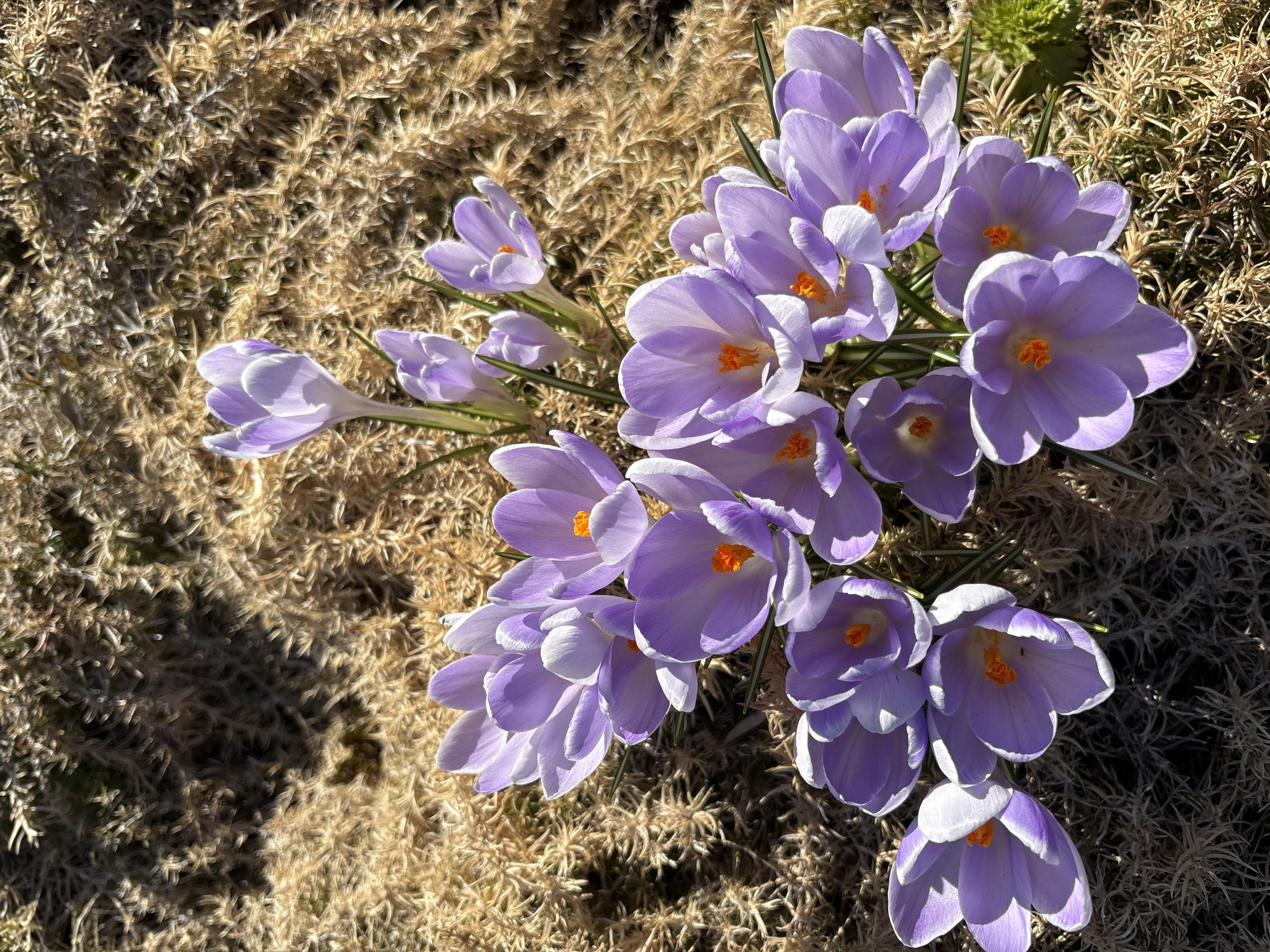 The image depicts a cluster of light purple crocuses with orange centers growing in an area covered with dry, brown grass or similar vegetation. The flowers are in varying stages of bloom, with some fully open and others still closed. The scene is bathed in sunlight, creating shadows and highlights across the flowers and the ground cover. The location is possibly Koshelevichi, Russia. There are no people in the image.