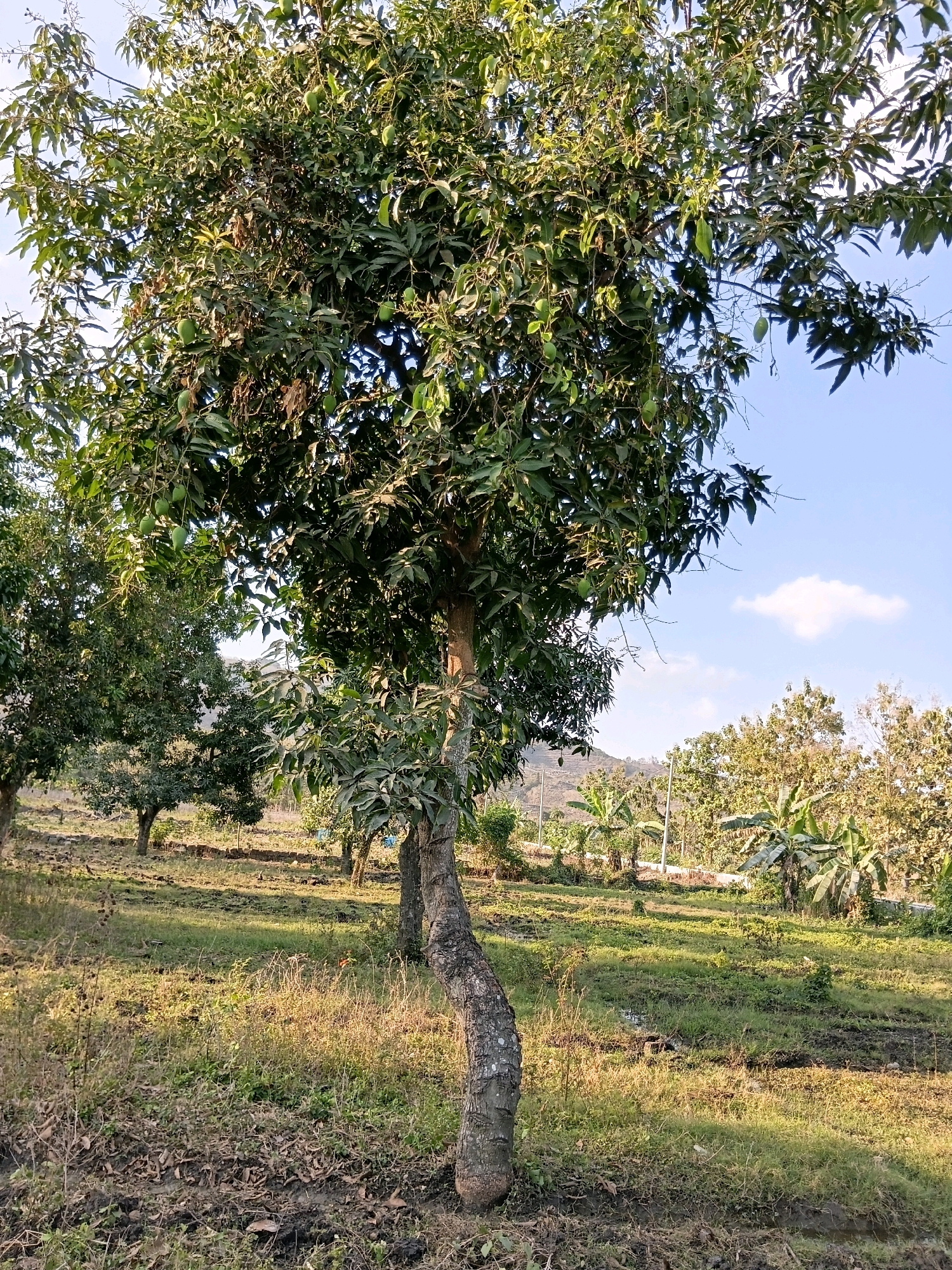 In the city of Rengel, Indonesia, a mature mango tree with developing green mangoes stands prominently in the foreground, its trunk exhibiting a distinct curve. The tree is situated in a rural landscape characterized by other trees, including banana plants, and an expanse of grassy terrain dotted with dry leaves and patches of mud. In the background, a gently sloping hill is visible, under a sky with scattered clouds. The scene appears to be captured during daylight hours, with the sun casting shadows across the ground. There are no people or animals visible in the image.