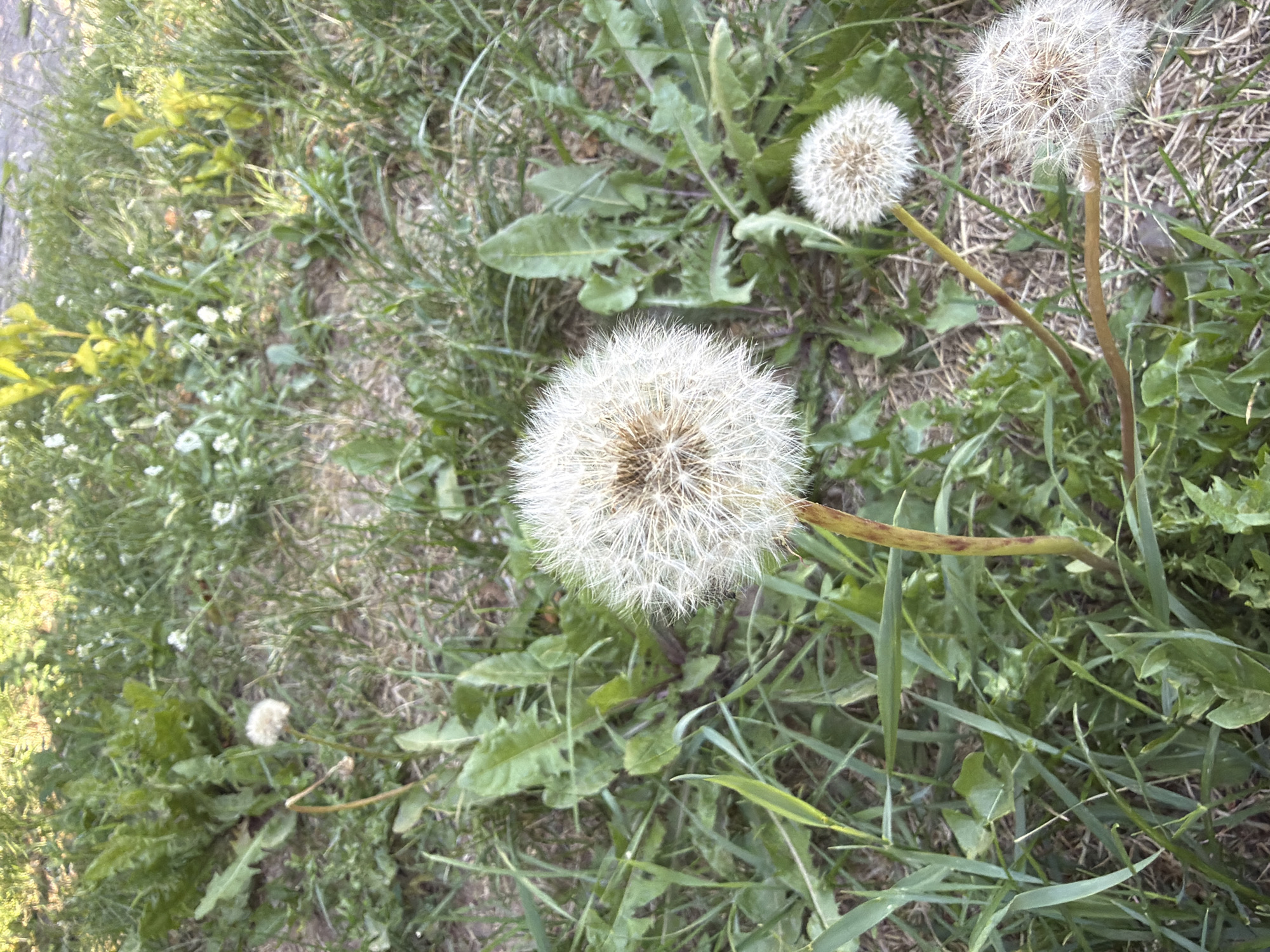 A close-up, eye-level shot captures dandelions in various stages of bloom and decay in a grassy area. In the foreground, a large, fluffy dandelion seed head dominates the frame, with its delicate white filaments radiating outwards from a central brown core. To the right and slightly behind it, a smaller, equally fluffy dandelion seed head is visible. Another smaller, less distinct dandelion seed head is positioned further back in the frame, near the top left corner. The dandelions are surrounded by lush green grass and broad green leaves, some of which appear to be dandelion leaves themselves. The background is softly blurred, suggesting a natural outdoor setting, possibly a park or a field. Sunlight illuminates the scene, casting a warm glow and highlighting the textures of the dandelion seed heads and the surrounding foliage. The overall impression is one of natural beauty and the fleeting cycle of life.