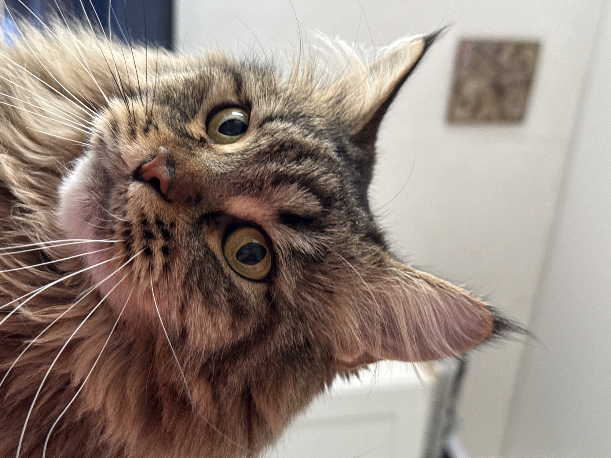 A close-up, tilted, eye-level shot features the face of a brown tabby cat. The cat's head is tilted to the right, with its face appearing to be upside down in relation to the background. The cat has prominent green eyes and long white whiskers. A small pink nose is positioned between its eyes. The cat's fur is a mix of brown and black tabby markings. Both ears are visible, pointing upward and outward from its head. The background includes a blurred painting and white walls.
