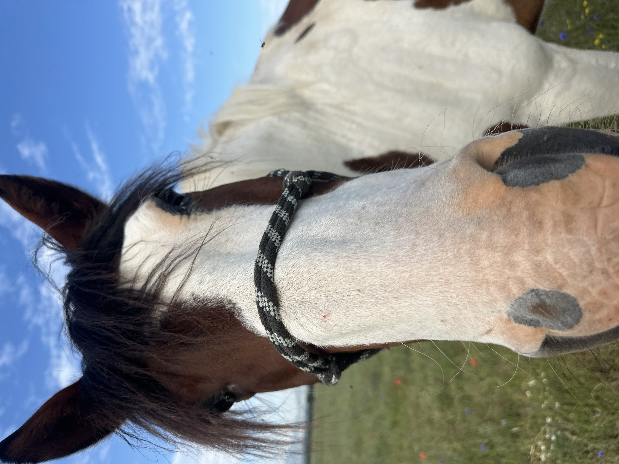 A close-up, low-angle shot captures the head of a brown and white horse in a field of grass with scattered wildflowers. The horse's mane is dark brown and appears windswept. A black and white patterned rope halter is around its muzzle. The background shows a blue sky with scattered white clouds. The image was taken outdoors in Voynegovtsi, Bulgaria.