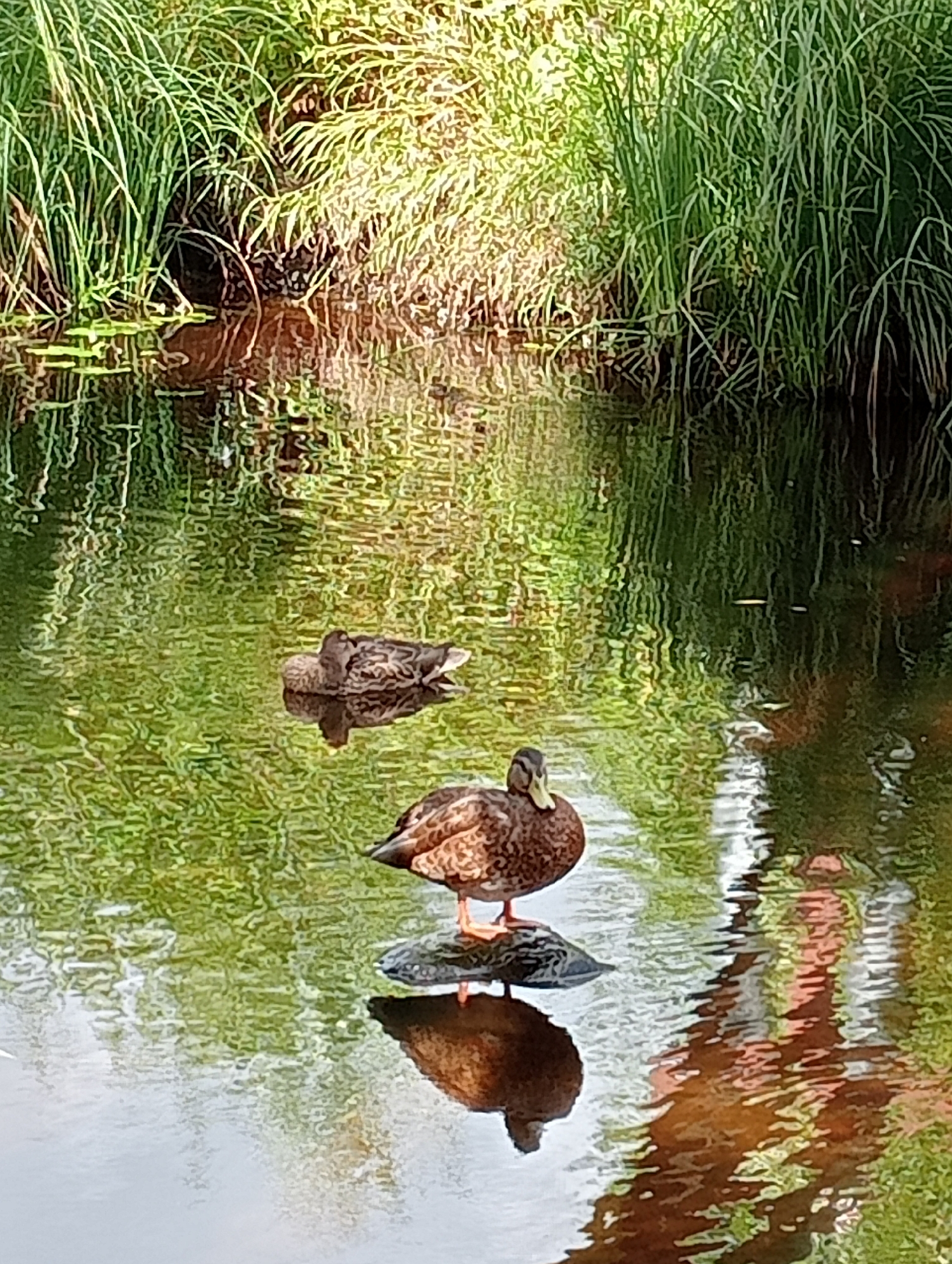 The image depicts a serene natural setting, likely a pond or calm body of water surrounded by lush green vegetation, possibly in the city of Ulyanovka, Russia. Two ducks are visible in the water. One duck is in the foreground, standing on a small rock or log in the water, facing to the right. This duck is predominantly brown with some lighter markings and has orange legs. Another duck is further back in the water, to the left of the foreground duck, and appears to be resting or preening, with its head tucked. The water's surface is reflective, showing the green of the surrounding plants and the blue of the sky, with ripples distorting the reflections. The overall scene conveys a sense of tranquility and undisturbed nature.