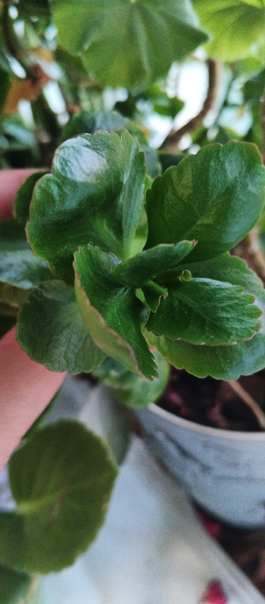 The image is a close-up, shallow depth-of-field photograph of the green, waxy leaves of a Kalanchoe plant. The leaves are succulent, with slightly scalloped edges that appear to have a faint reddish-brown tint. The texture of the leaves is smooth, with some visible veins. A human finger, with a light skin tone, is visible on the left side of the frame, gently touching one of the leaves, indicating interaction with the plant. In the background, out of focus, is a portion of a light-colored pot, likely containing the plant, and hints of other green foliage. The overall lighting suggests an indoor setting, possibly near a window, given the soft, diffused light. There are no specific landmarks or environmental cues in the image that would allow for the determination of its location within Izhevsk, Russia.