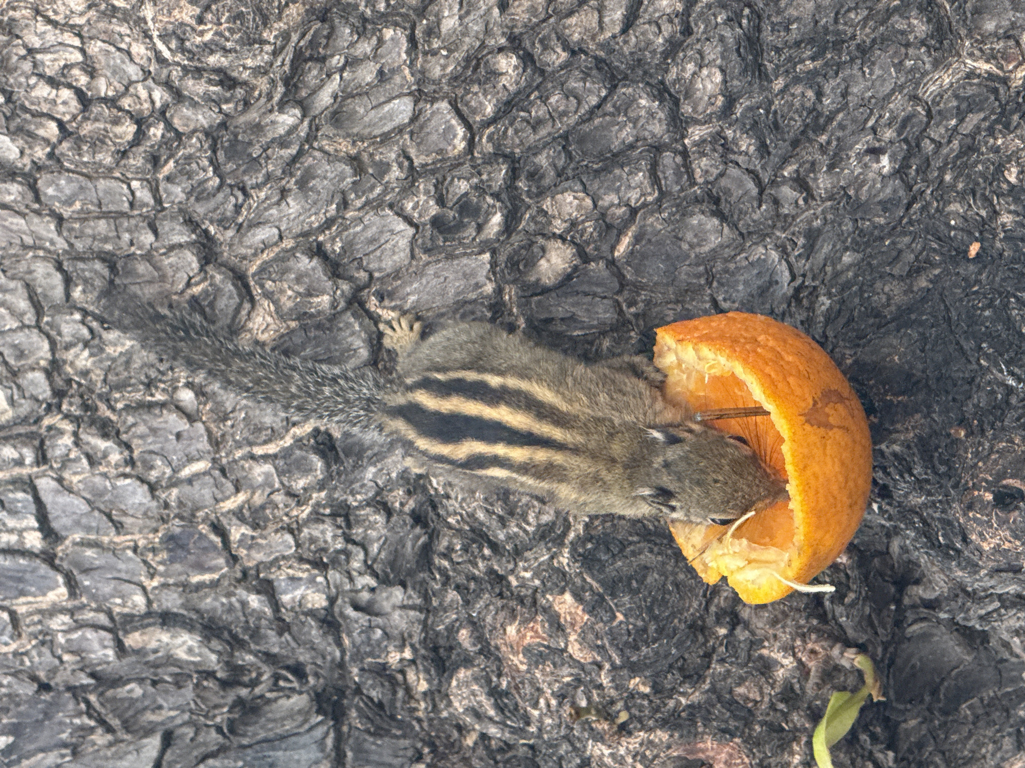 A top-down shot depicts an unidentified squirrel with black and tan stripes down its back lying on a dark, cracked, and rough surface, presumably the bark of a tree. The squirrel is positioned next to a half-eaten orange fruit. The location is Nha Trang Ward, Vietnam.