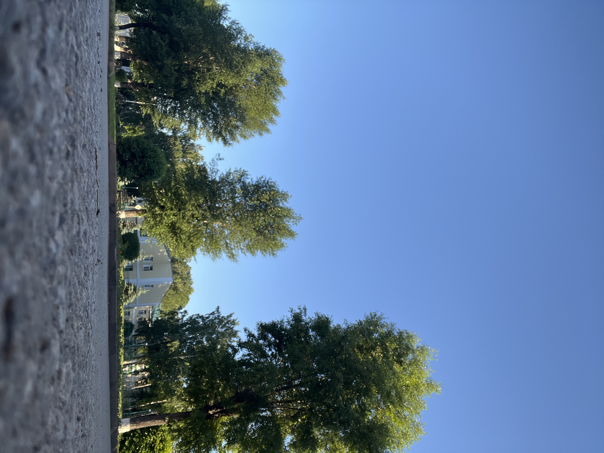The image depicts an outdoor scene with a low-angle perspective, looking upwards towards a clear blue sky. In the foreground, a textured, grey surface, possibly asphalt or concrete, occupies the left side of the frame, extending from bottom to top. A narrow strip of grass separates this surface from a row of trees.
The trees are lush and green, with dense foliage. They are arranged in a line, creating a natural border. Behind the trees, a light yellow building with multiple windows is partially visible. The building appears to be a residential or institutional structure. Further in the background, more trees and glimpses of other buildings can be seen, suggesting a suburban or urban park-like setting.
The composition emphasizes the contrast between the textured foreground, the natural element of the trees, and the man-made structure. The clear blue sky indicates fair weather, and the bright lighting suggests it is daytime, likely morning or afternoon given the quality of the light. There is no visible text in the image. The overall impression is one of a peaceful, sunny day in an area with significant greenery. The orientation of the image is portrait.