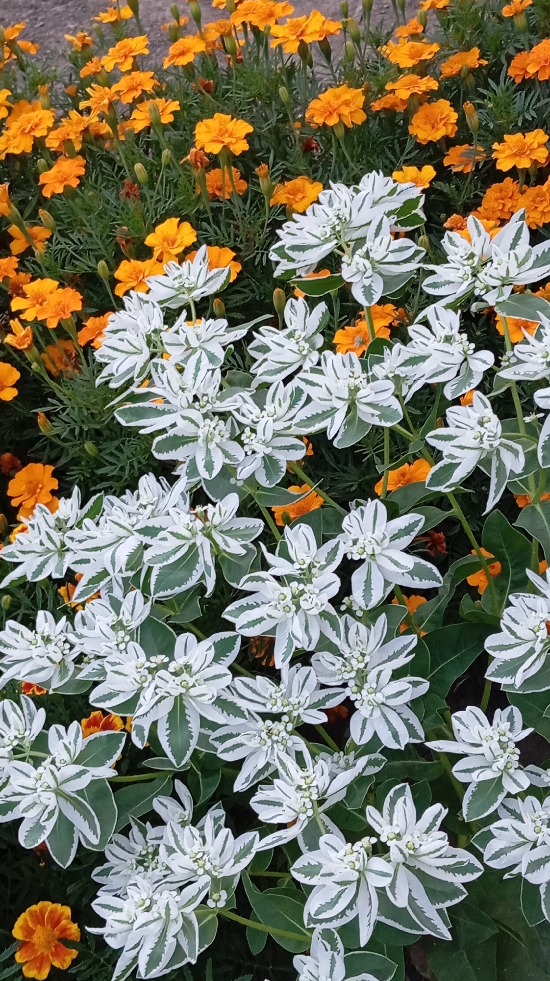 This image, taken in the city of Baksan, Russia, showcases a vibrant garden bed. The foreground is dominated by a dense cluster of white and green variegated plants, possibly Snow-on-the-Mountain (Euphorbia marginata), with their striking white-edged leaves and small white flowers. Interspersed among these white blooms, and filling the background, are numerous bright orange marigold flowers (Tagetes). The foliage is lush and green, creating a rich texture against the colorful blooms. The overall scene is one of natural beauty and orderly cultivation, suggesting a well-maintained public or private garden space. No people or animals are present. The lighting suggests it is daytime, with sunlight illuminating the flowers.