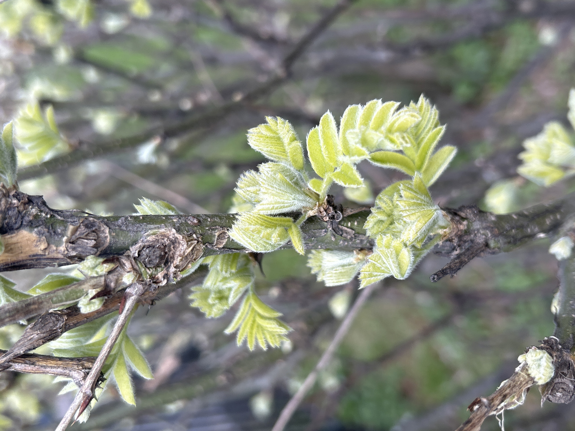 This close-up image captures a section of a tree or shrub branch, showcasing new growth. The primary subjects are several clusters of nascent leaves, unfurling from the branch. These young leaves are a vibrant, delicate light green color, and their surface appears distinctly fuzzy or downy, indicating their early stage of development. The individual leaflets are small and tightly packed in some clusters, while others show more defined, serrated edges.
The branch itself is brown-gray, with some darker, textured areas of bark and a few thinner twigs branching off. The background is softly blurred, displaying out-of-focus greens and browns, suggesting other foliage or distant branches in a natural setting. The overall scene conveys the fresh emergence of spring.
There are no people or visible text in the image. The soft, ambient light suggests it is daytime, possibly morning or late afternoon, creating a gentle illumination on the new leaves. The lack of harsh shadows or dramatic weather conditions implies a calm, pleasant day. Given the location context of Moscow, Russia, this imagery is consistent with early spring, when deciduous trees begin to leaf out. The image evokes a sense of renewal, growth, and the delicate beauty of nature.