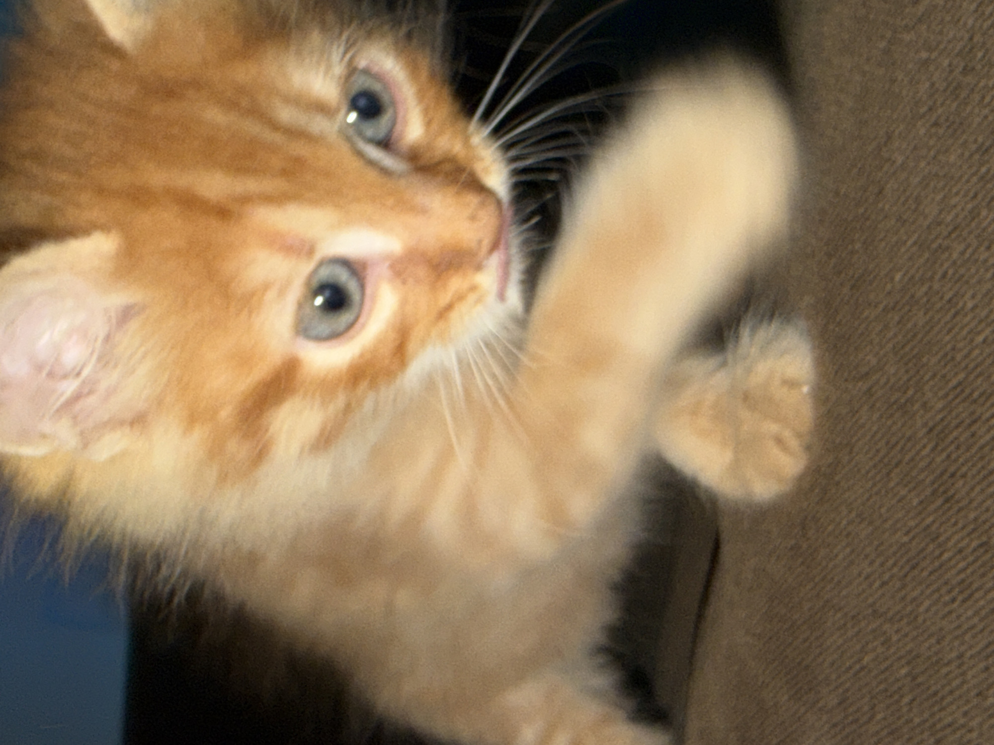 The image presents a close-up, slightly tilted view of a ginger kitten. The kitten's fur is a vibrant orange with subtle tabby stripes visible on its face and forehead. Its eyes are large, round, and a striking light blue-grey, reflecting a light source. The kitten's head is tilted upwards and to the right, conveying an expression of curiosity and alertness. Its mouth is slightly open, revealing a hint of a small pink tongue, and long white whiskers extend from its snout.
One of the kitten's front paws, which is light-colored and fluffy, is raised in mid-air, suggesting playful movement or an attempt to reach for something out of frame. The background on the left is dark and out of focus, possibly indicating a shadow or dark furniture. On the right side of the image, a textured, light brown or beige fabric, resembling upholstery from a sofa or chair, provides a soft backdrop. The lighting appears to be indoor and soft, emphasizing the kitten's features. There is no visible text in the image.