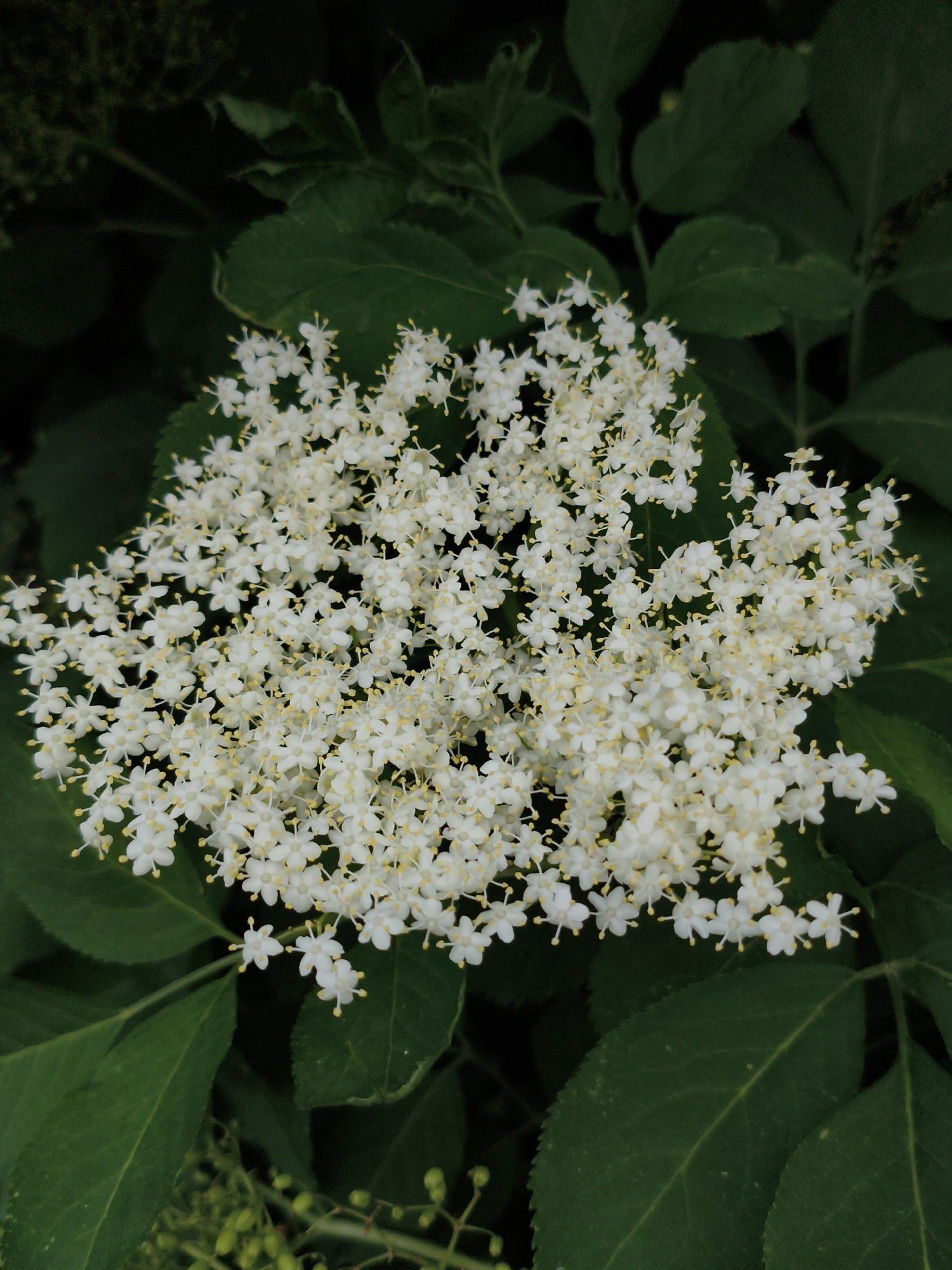 This is a close-up, top-down photograph of a cluster of small white flowers with yellow centers, likely elderflowers, in Ustyvytsia, Ukraine. The flowers are densely packed together, forming a frothy, flat-topped corymb. They are set against a dark green background of leaves and foliage, some of which are blurred due to shallow depth of field. The lighting is soft, with no harsh shadows, suggesting it might be an overcast day or the image was taken in shade. The focus is on the intricate details of the individual blossoms, highlighting their delicate petals and stamens. No people or animals are visible in the image. The overall impression is one of natural beauty and delicate detail in a garden or woodland setting.