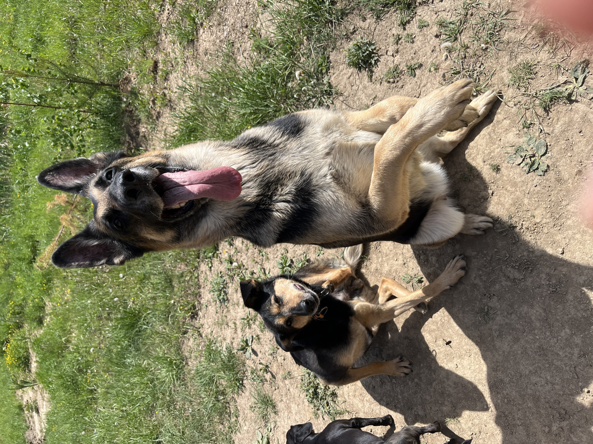 A medium shot shows two dogs lying on their backs in a grassy, dirt-covered area under bright sunlight. The dog in the foreground is a German Shepherd mix with black, tan, and gray fur, lying on its back with its legs in the air and tongue hanging out of its mouth. Behind and slightly below the German Shepherd, a second dog with black and tan fur also lies on its back. In the background, there is grass and trees to the left, and the ground is dirt.