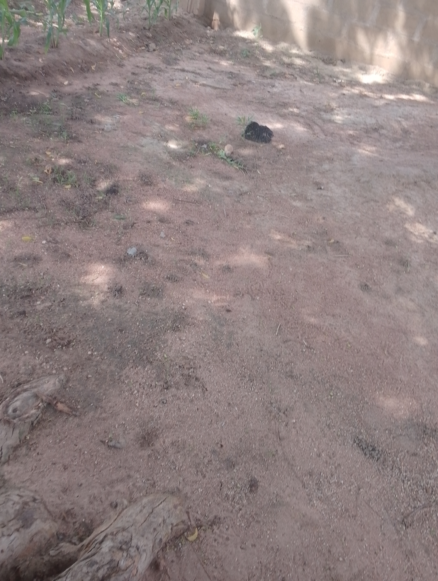 The image depicts an outdoor scene, likely in an unpaved area. The ground is covered with reddish-brown soil and small stones. In the upper left quadrant, there are several green plants that appear to be young corn stalks. In the middle of the image, there is a dark, irregularly shaped object, possibly a clump of animal droppings or a dark rock. In the upper right portion of the image, a light-colored, textured wall, possibly made of concrete blocks, is visible, with shadows cast upon it from overhead foliage. The lower portion of the image shows exposed tree roots, some of which are thick and gnarled, emerging from the soil. The lighting suggests it is daytime, with dappled sunlight creating areas of light and shadow across the ground.