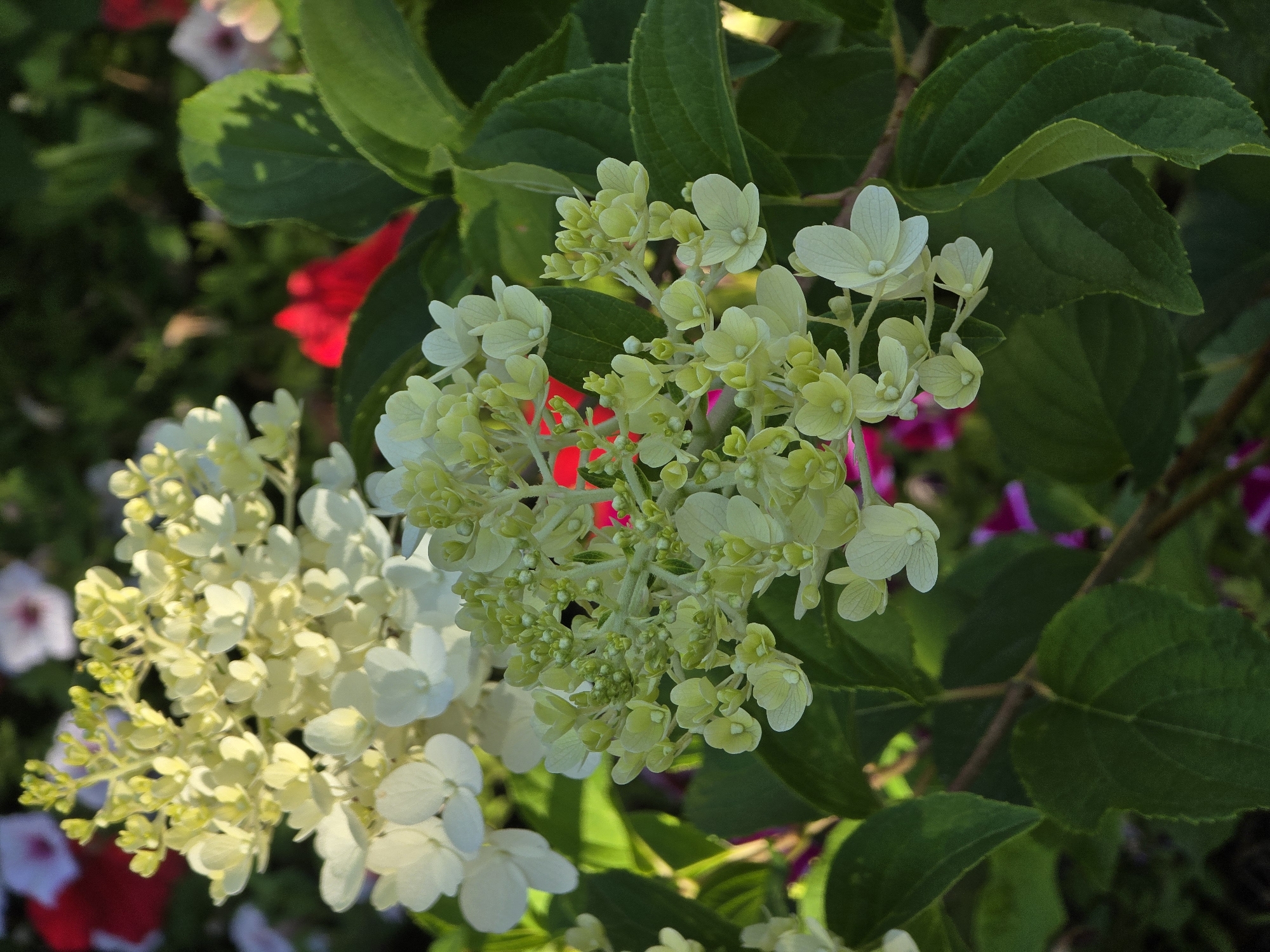 This is a close-up, eye-level, natural light photograph of a cluster of light green and white hydrangea flowers in bloom. The flowers are densely packed on branching stems, with some individual blossoms clearly visible and others forming a larger, frothy mass. The petals are delicate and translucent, some with a subtle yellow or pale green hue, while others are a creamy white. Interspersed among the flowers are tightly furled green buds. Large, deep green hydrangea leaves with visible veins form the backdrop and frame the blossoms. In the background, out of focus, are hints of other floral elements in vibrant colors, including a bright red petal and splashes of pink and magenta from other plants, suggesting a garden setting. The overall impression is one of lush, vibrant growth, bathed in sunlight. The image does not contain any people or specific identifiable landmarks, therefore it cannot be geolocated to Vyshneve, Ukraine, or any other specific urban location.