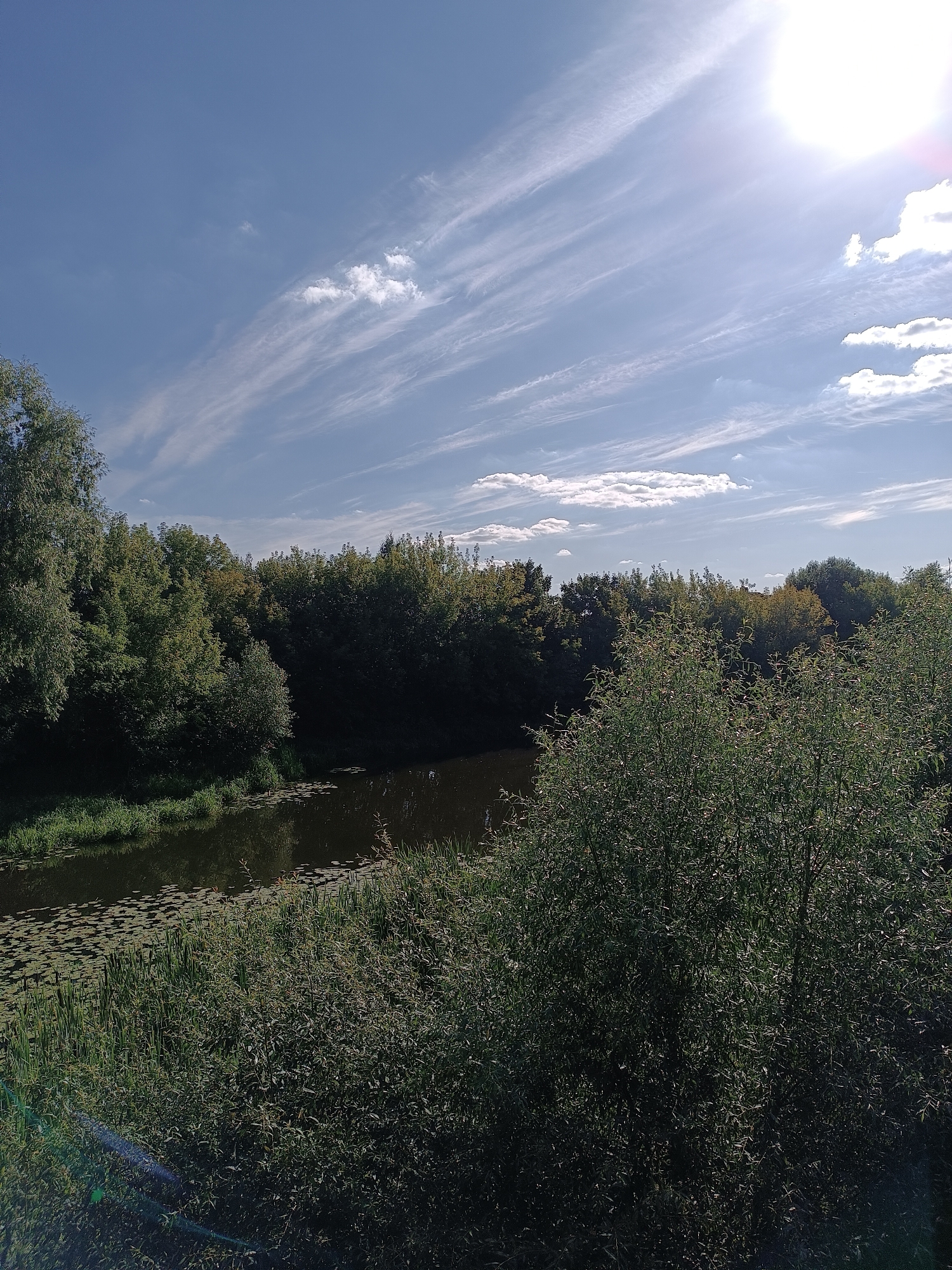 The image depicts a natural landscape scene under a bright, sunny sky with wispy clouds. In the foreground, a dense thicket of green foliage dominates the lower right portion of the frame. To the left, a calm body of water, possibly a river or canal, is visible, partially covered with lily pads. The water's edge is lined with tall, green reeds and more dense vegetation. Beyond the water, a line of trees forms a dark, verdant barrier, with a few buildings or structures peeking through the canopy in the distance. The sun is positioned high in the sky, casting a bright glare and contributing to the overall sun-drenched atmosphere of the scene. The location is identified as Zhukovsky, Russia.
