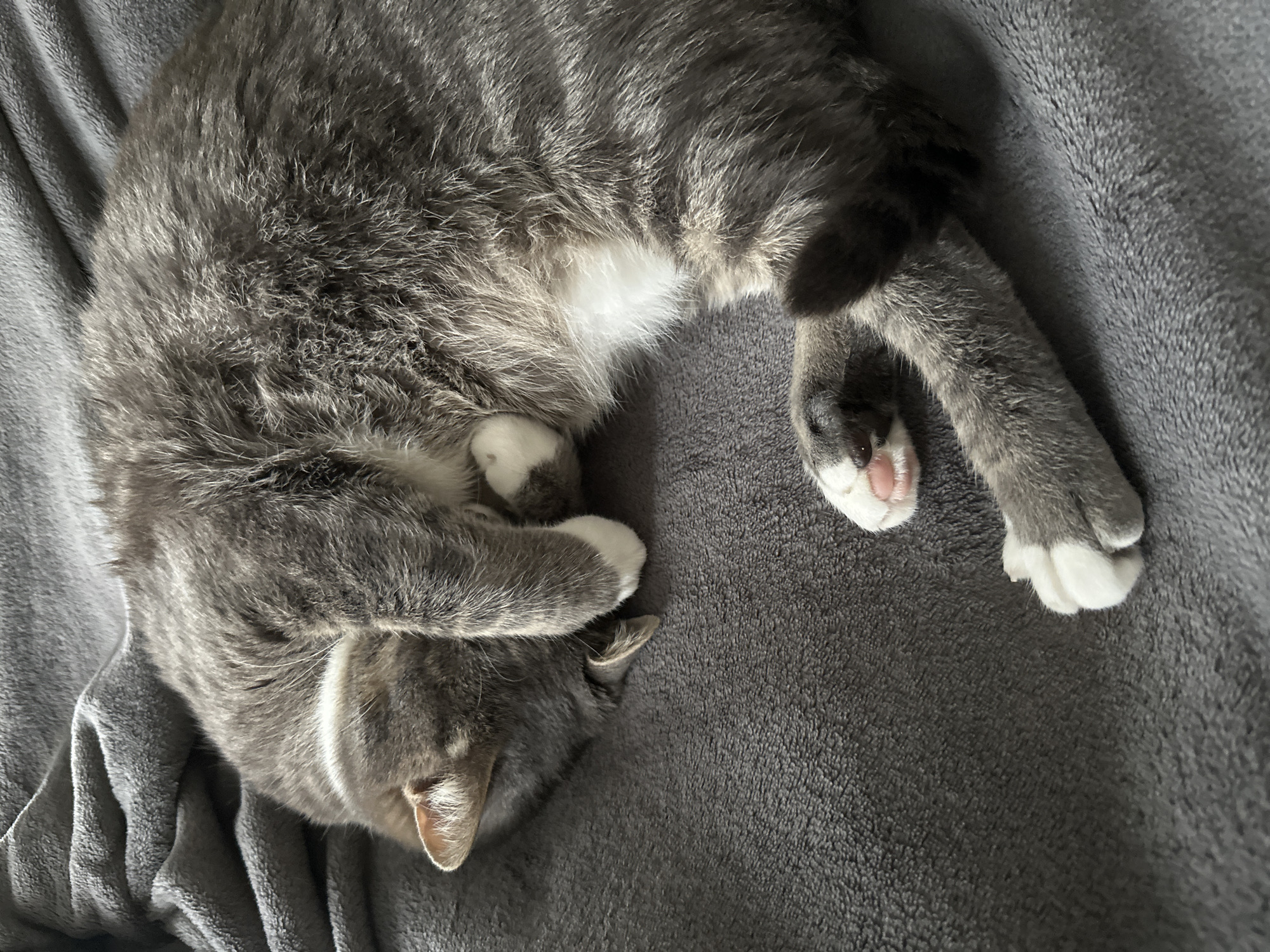 A gray tabby cat with white paws and a white stripe on its head is curled up asleep on a gray blanket. Its head is tucked down with its paws covering its face.