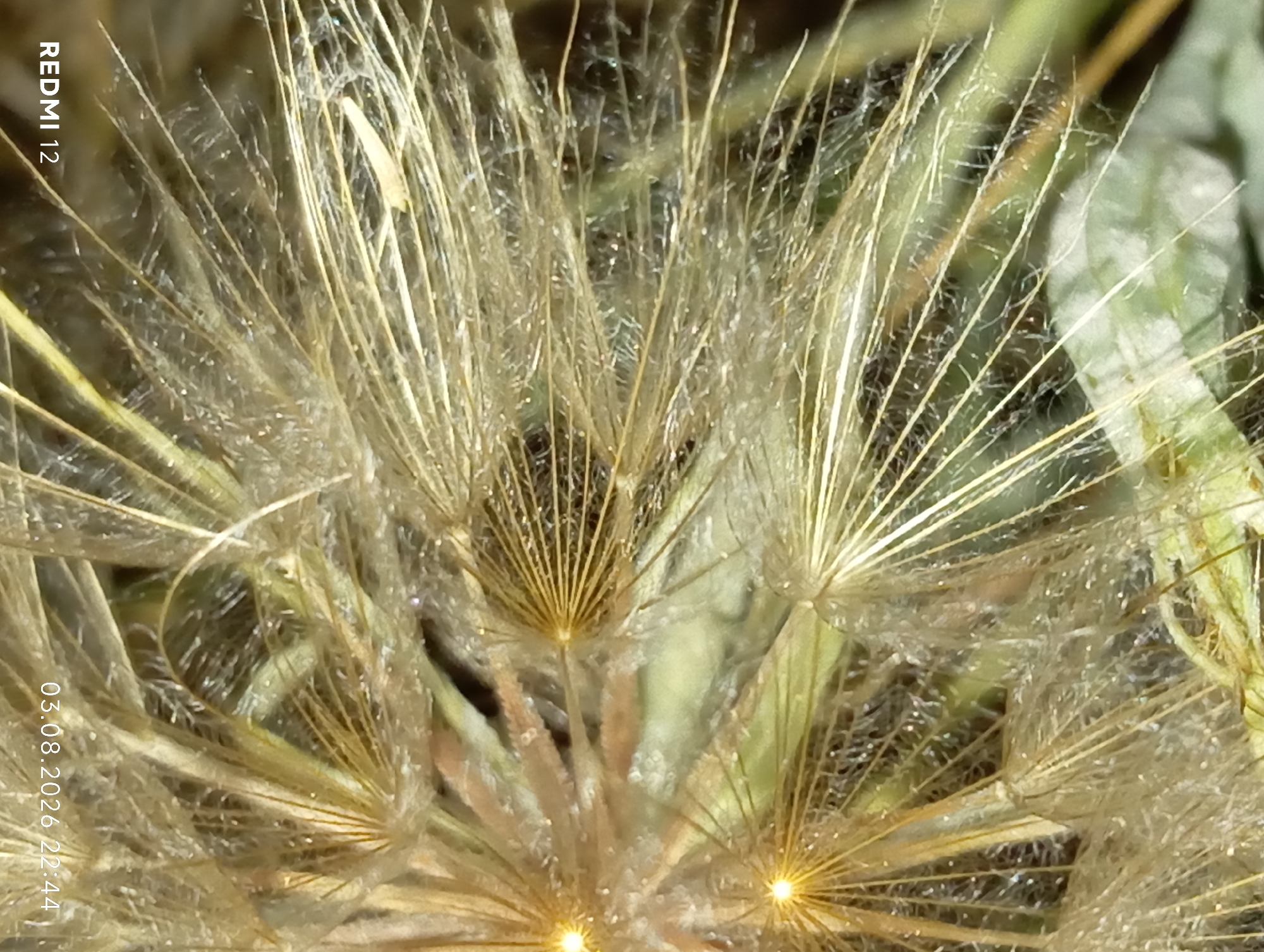 This is a close-up, macro photograph of a dandelion seed head. The delicate feathery structures of the seeds are clearly visible, radiating outwards. Tiny specks of light are scattered across the surface, suggesting moisture or dust. The background is blurred, with hints of green and brown, possibly indicating foliage or earth. The image is watermarked with "REDMI 12" in the lower left corner and "03.08.2026 22:44" in the lower right corner, indicating the device and date/time of capture. The location in Smila, Ukraine, is not depicted in the image itself and can only be inferred from external information. There are no people, actions, or interactions present in the image.