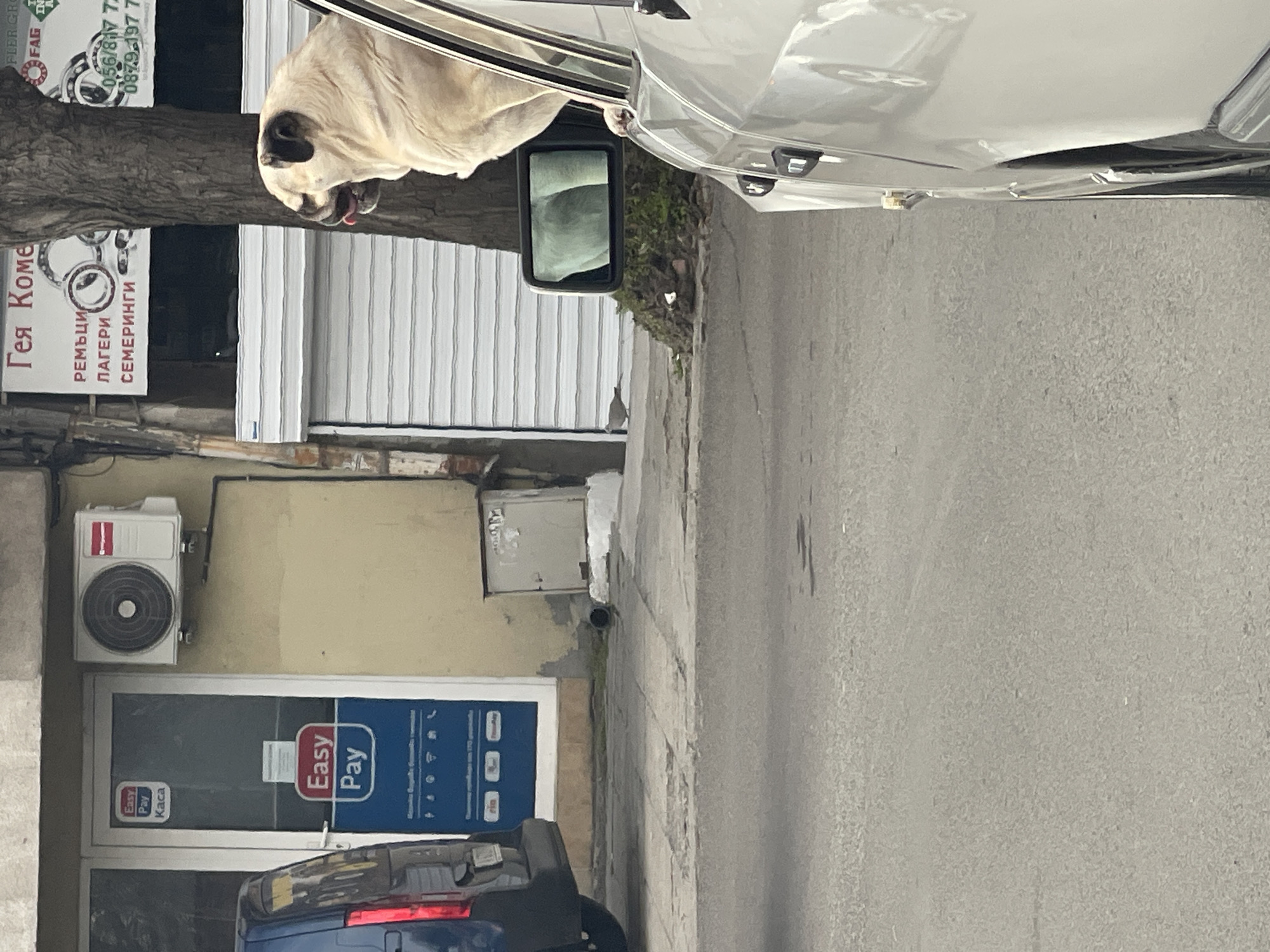 A dog is sticking its head out of the window of a white car, which is parked on a street next to a building with an "Easy Pay" sign. The building also has a sign in Cyrillic script that appears to be advertising "РЕМЪЦИ ЛАГЕРИ СЕМЕРИНГИ". There is an air conditioning unit mounted on the building above the "Easy Pay" sign. The city is Burgas, Bulgaria.