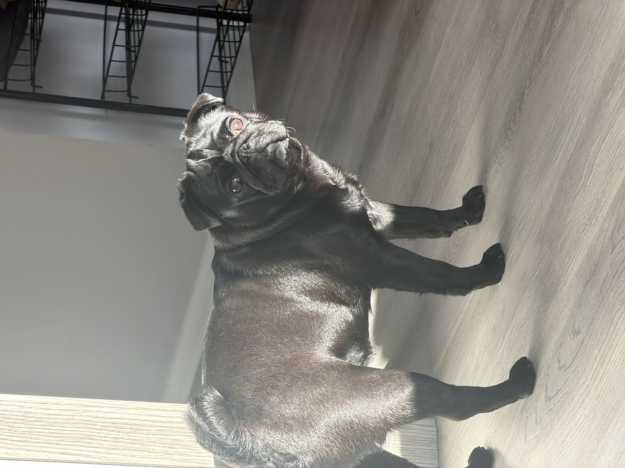 The image shows a black pug dog standing on a light-colored wooden floor. The dog is facing the viewer, with its head turned slightly to the right. The dog has a wrinkled face and large, dark eyes. Sunlight is streaming in from the left, casting shadows on the floor and highlighting the dog's fur. In the background, there is a light-colored wall and a black metal shelf unit with multiple shelves. A portion of a wooden door frame is visible on the far left. The environment appears to be indoors, possibly a home or an office. There is no information in the image that would suggest a location in the city of Sirius, Russia.