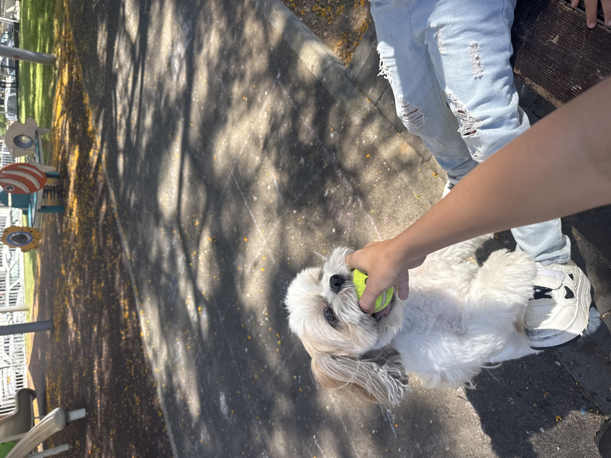 A Shih Tzu dog is being held by a person sitting on a wooden bench. The dog is holding a tennis ball in its mouth, and a human hand is touching the dog's mouth. The dog is white and tan with long fur. The person is wearing ripped blue jeans and white sneakers. The scene takes place on a paved area with scattered yellow leaves. In the background, a playground structure with a slide and a spinning toy can be seen. The lighting suggests it is daytime.