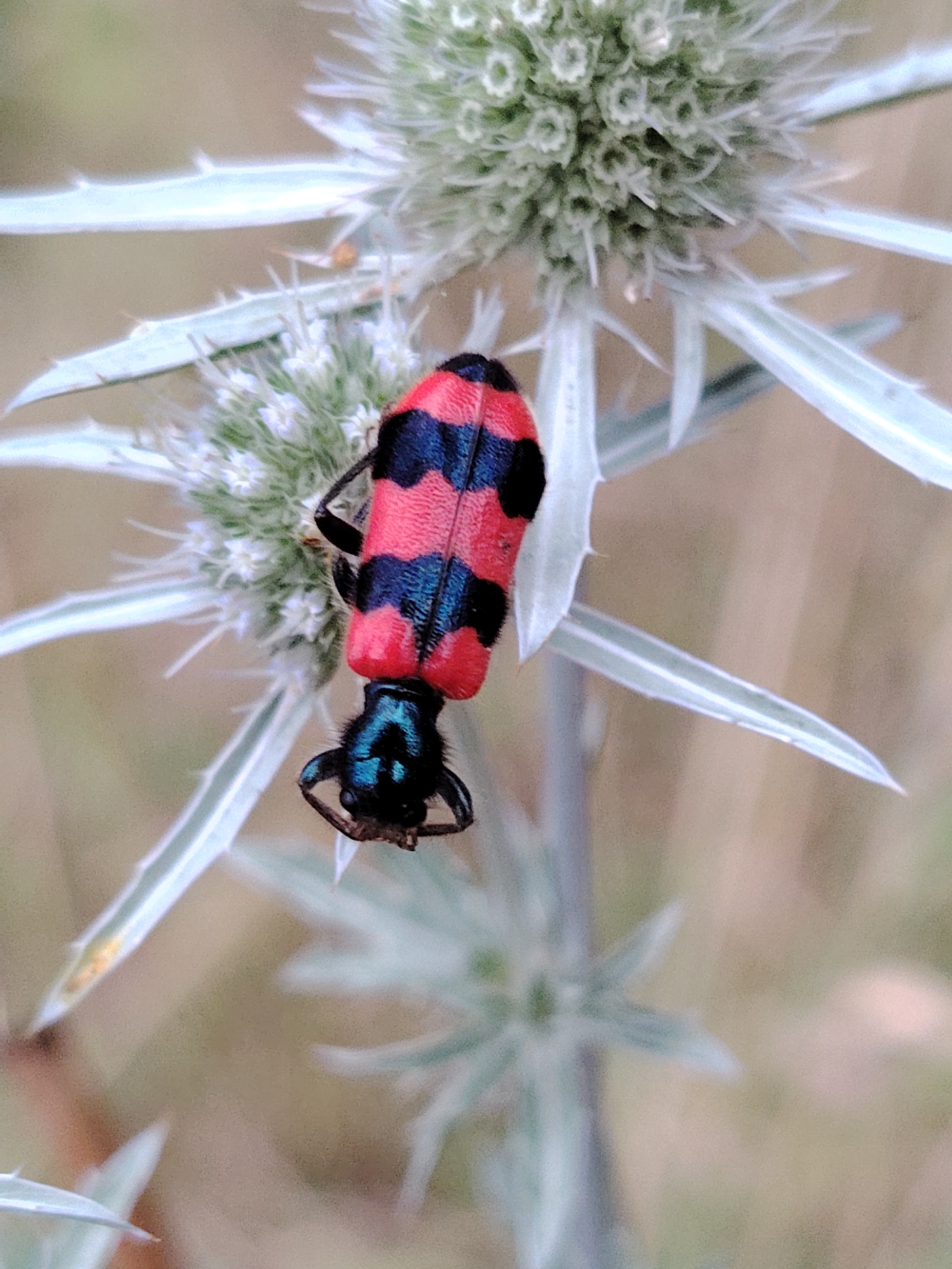 A close-up, vertical shot shows a black and red striped beetle hanging upside down on a pale green, spiky plant. The beetle's abdomen is primarily red with thick black stripes. Its head is black with iridescent blue markings on its face and mandibles. The plant features sharp, pointed leaves and a cluster of small white flowers at its center, all rendered in soft focus. The background is a blurred wash of light brown and green. The scene appears to be outdoors in a natural setting.