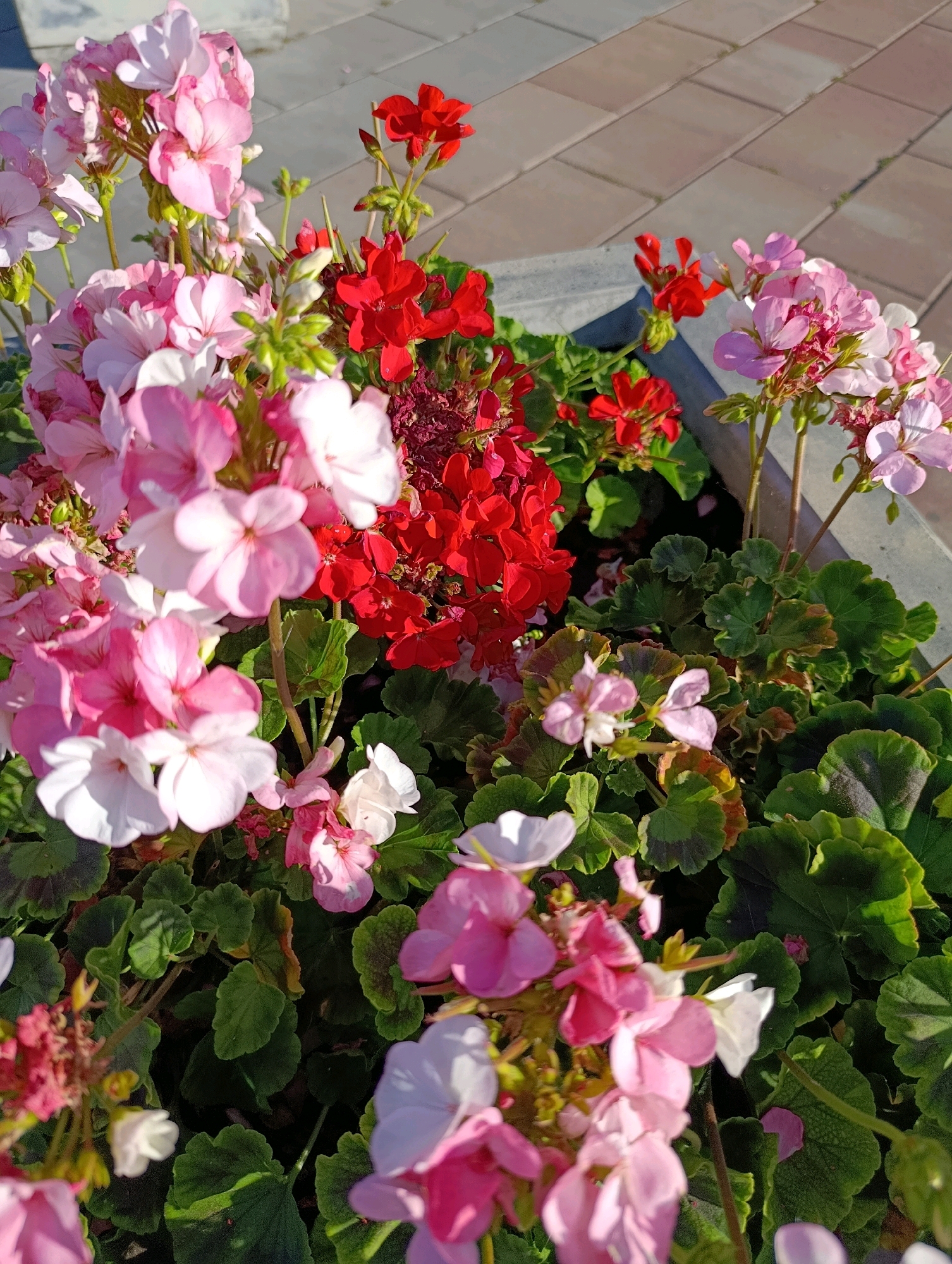 A close-up, high-angle shot features a planter box filled with vibrant pink and red geraniums. The flowers are densely packed, with various stages of bloom, from tight buds to fully open petals. The leaves are a deep green, some showing hints of brown or reddish edges. The planter itself appears to be made of concrete and is positioned outdoors on a surface paved with rectangular stone tiles, some of which are in shadow. The overall impression is a well-maintained decorative planting. The scene is located in the city of Cherkasy, Ukraine.