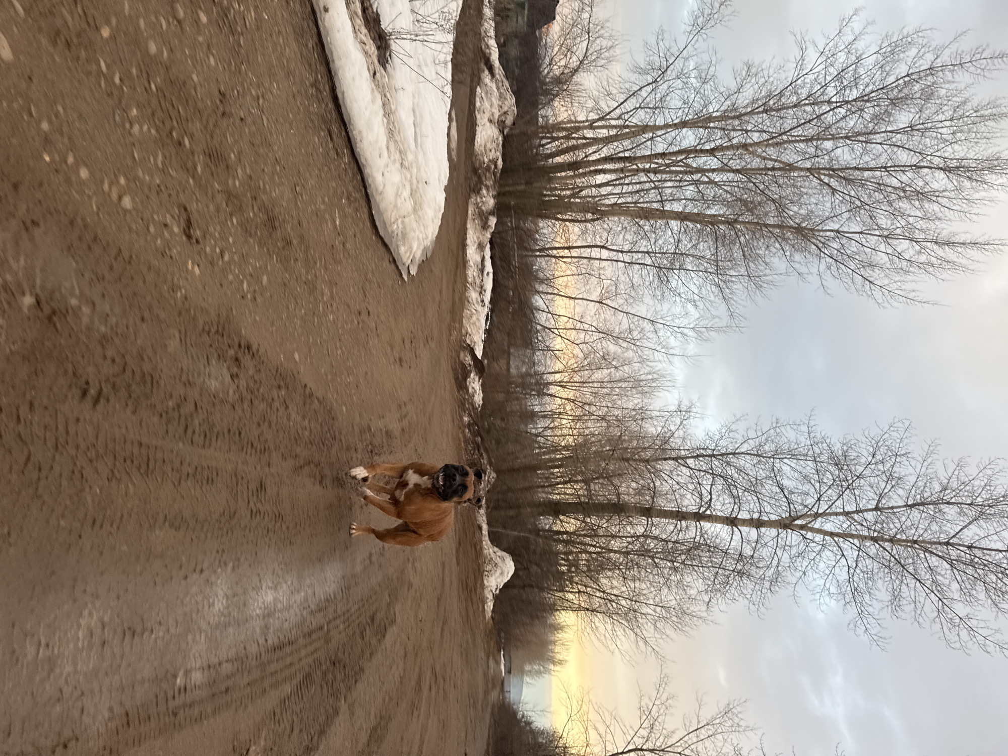 The scene depicts a muddy road in Chaikovsky, Russia, flanked by patches of melting snow and bare trees. In the foreground, a brown Boxer dog is running towards the camera. Tire tracks are visible in the mud. The sky is overcast.