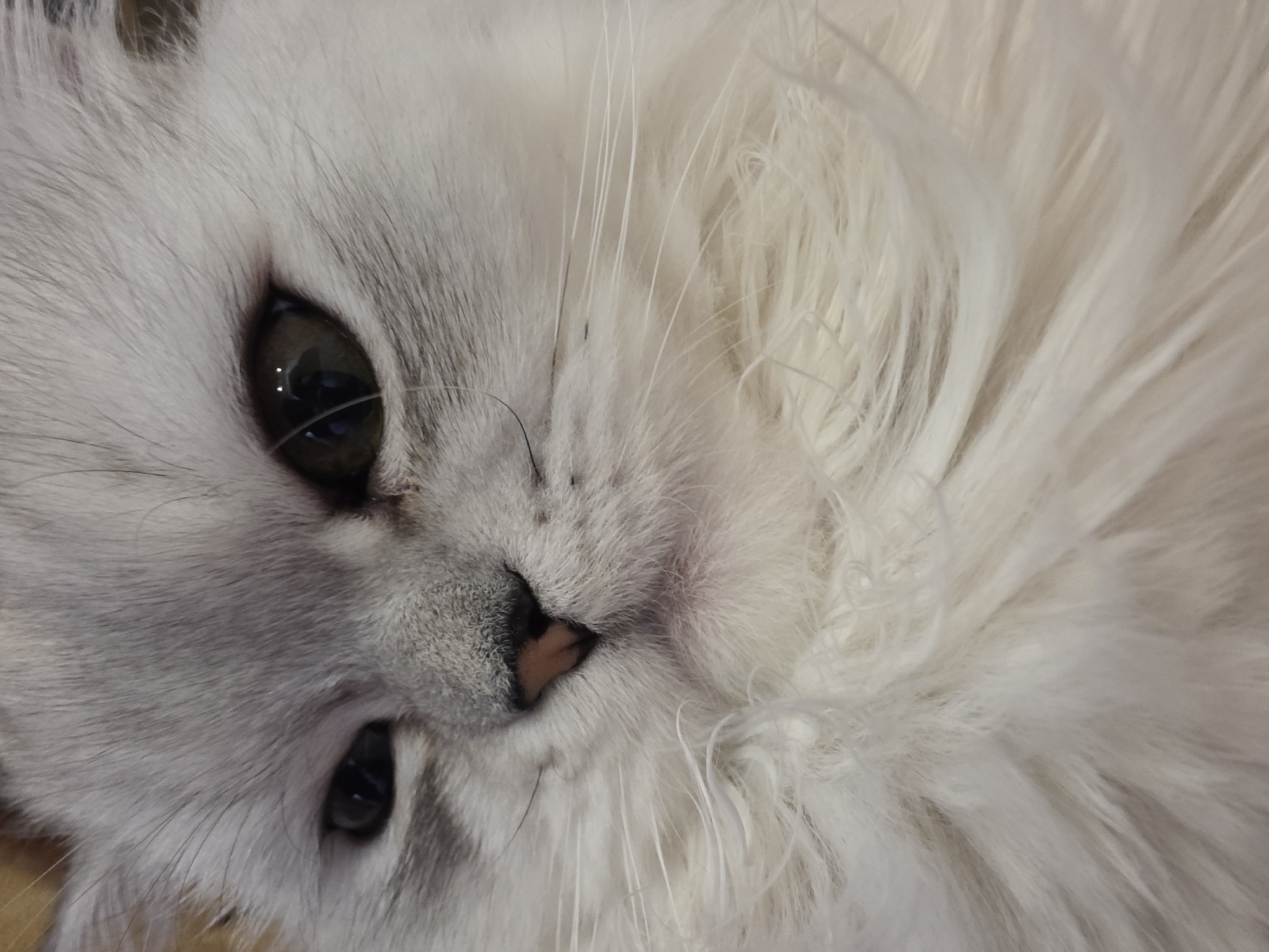 A close-up, angled shot captures the face of a white Persian cat in Novocheboksarsk, Russia. The cat's fur is predominantly white, with subtle gray markings visible around its eyes and nose. Its large, dark eyes are prominent, reflecting light and giving the impression of depth. Long, white whiskers fan out from its muzzle, adding to its fluffy appearance. The cat's nose is a soft pinkish-brown. The background is blurred, suggesting a shallow depth of field, which keeps the focus squarely on the cat's face. The lighting appears soft and diffused, indicating it might be indoors or taken on an overcast day. No text is visible in the image. The overall mood is calm and serene, highlighting the gentle nature of the animal.
