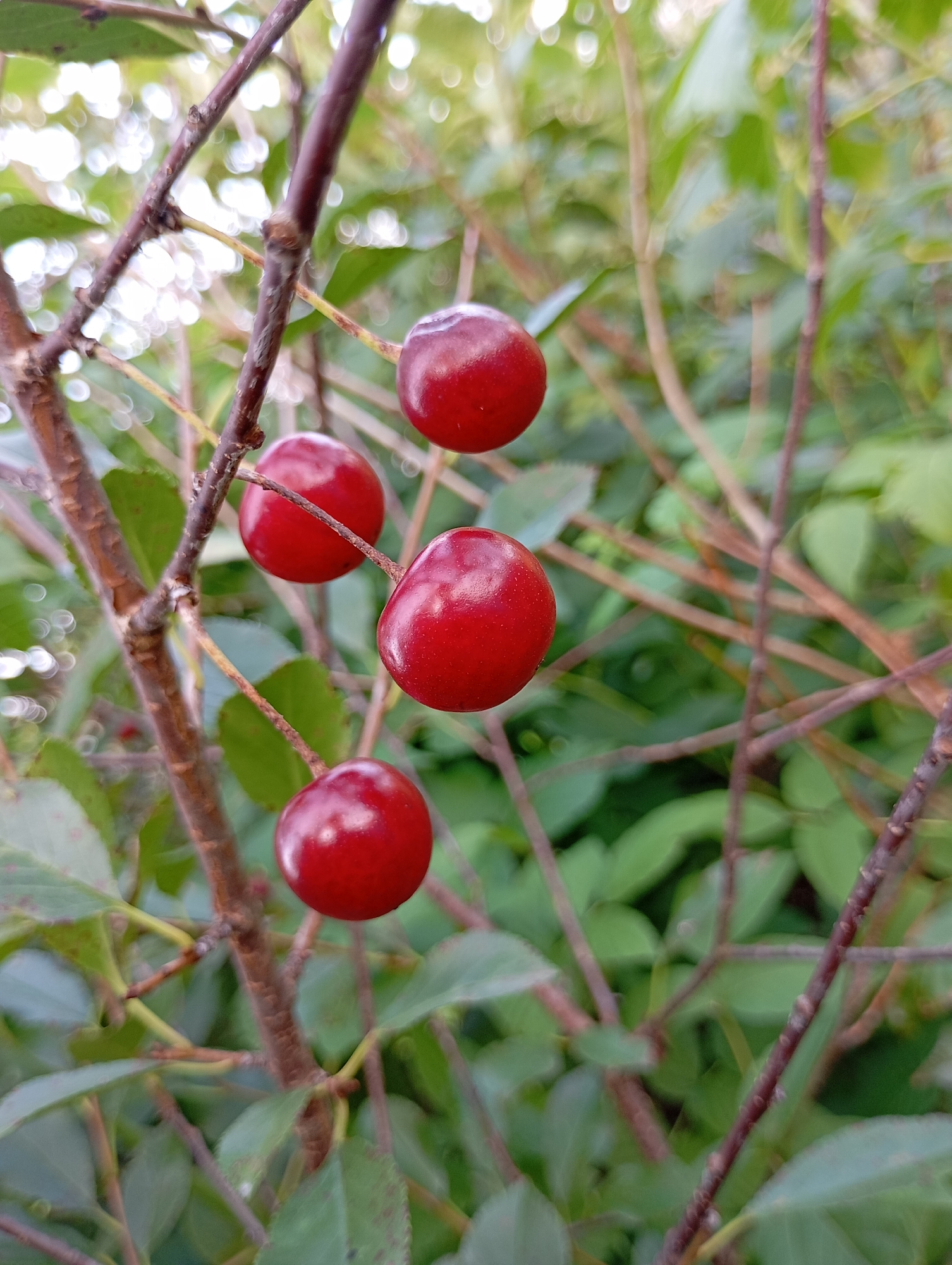 Four ripe cherries are clustered on a thin, brown branch. The cherries are round and a deep, glossy red. They are suspended against a backdrop of blurred green leaves and dappled sunlight. The image appears to be an outdoor shot, likely of a cherry tree. No location in the city of Фоки, Russia, can be determined from the image alone.