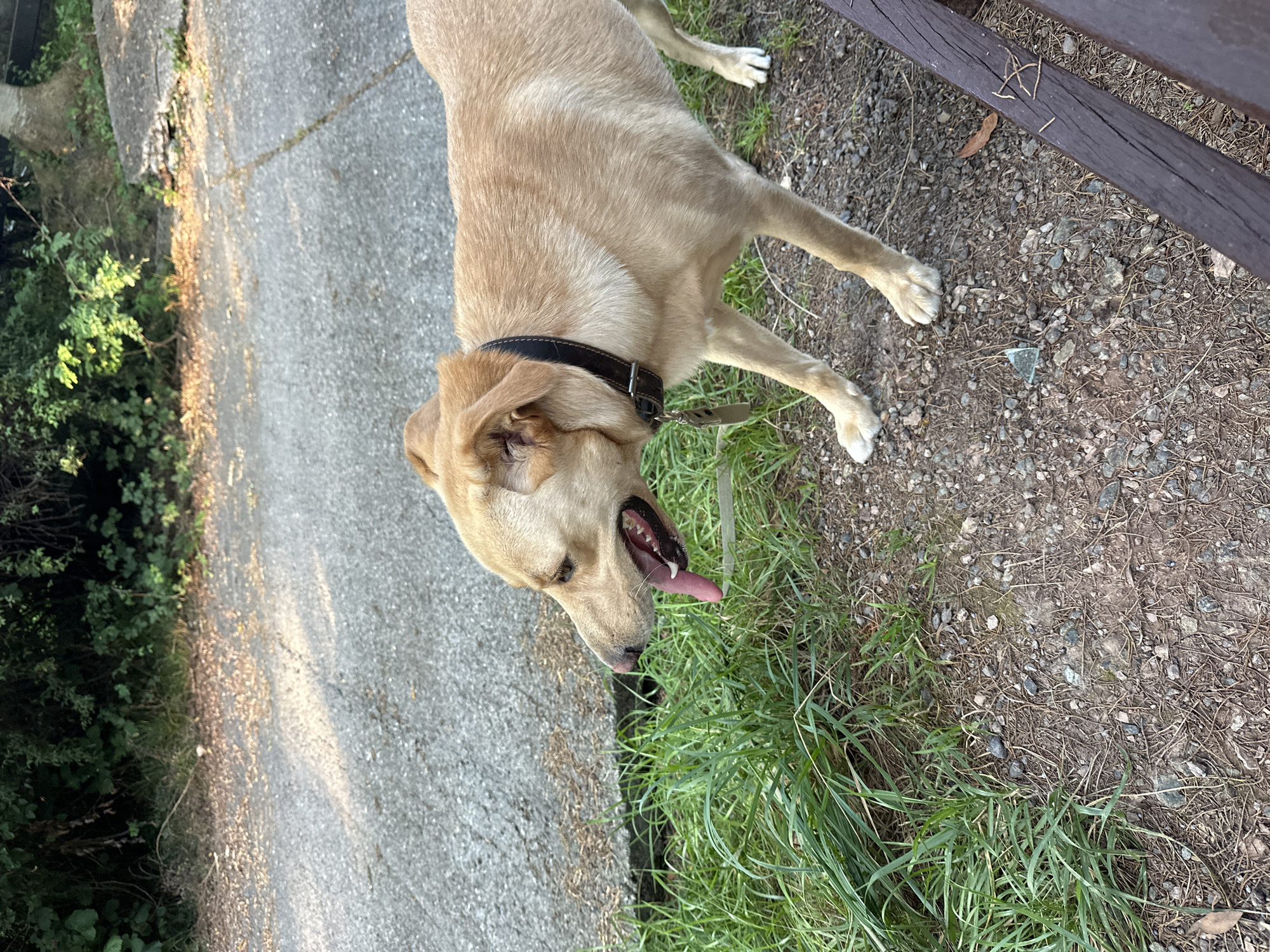 A light brown dog with its tongue hanging out is standing on a gravel and dirt path next to a grassy area and a concrete surface. The dog is wearing a dark collar with a tag. In the background, there is dense green foliage. The scene appears to be outdoors in a natural setting. There are no people visible in the image. The location is identified as the Matsesta Microdistrict, Russia.
