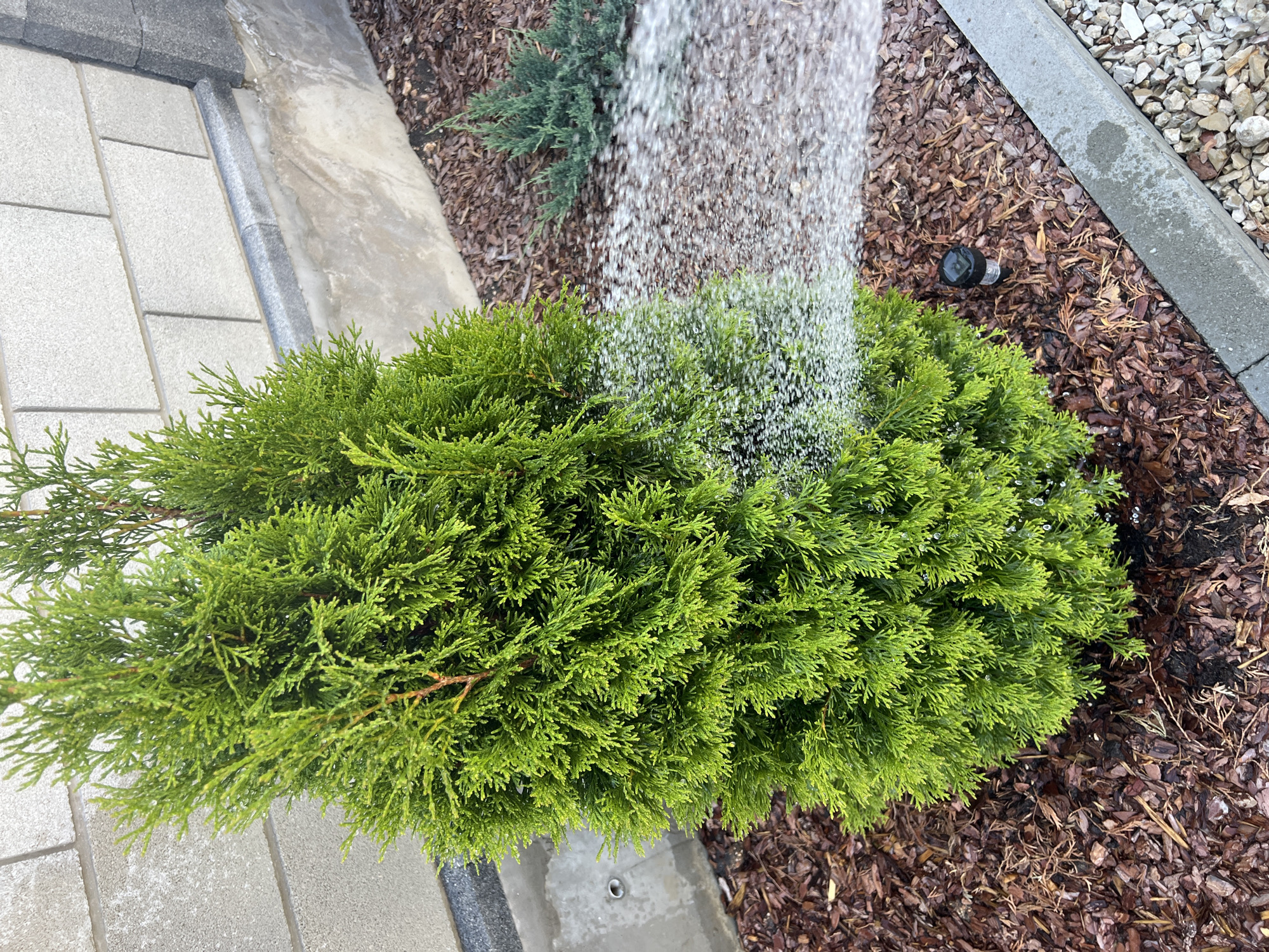 A vertical, eye-level, close-up shot shows a watering hose spraying water onto a vibrant green arborvitae tree. The tree is centered in the frame and takes up the majority of the image. Its needles are dense and appear healthy, with some droplets of water clinging to them. To the right of the arborvitae, a smaller, blue-green juniper bush is visible, also being watered. The ground beneath the plants is covered with brown mulch and small stones. In the background, a textured gray brick wall forms a backdrop. The scene appears to be outdoors, possibly in a garden or landscaped area, with a gray concrete curb and a small black solar light partially visible near the base of the arborvitae.