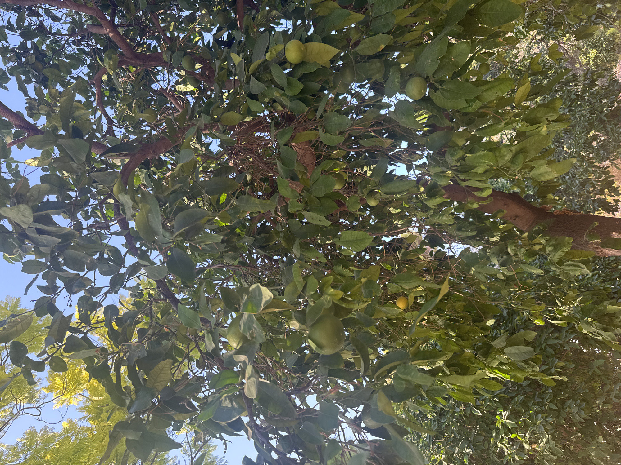 The image shows a close-up view of a citrus tree, likely an orange or lemon tree, with numerous green fruits hanging from its branches. The leaves are a deep green and are abundant, creating a dense canopy. The tree has a sturdy brown trunk and branches. The sky, visible through the leaves, is a clear blue. In the background, other trees with lighter green foliage are present, suggesting a garden or orchard setting. The lighting indicates it is daytime, likely morning or afternoon, with sunlight filtering through the leaves, casting dappled shadows. There are no people or animals visible in the frame. The scene is consistent with a fruit tree in a residential or agricultural area in Limassol, Cyprus, where such trees are common.