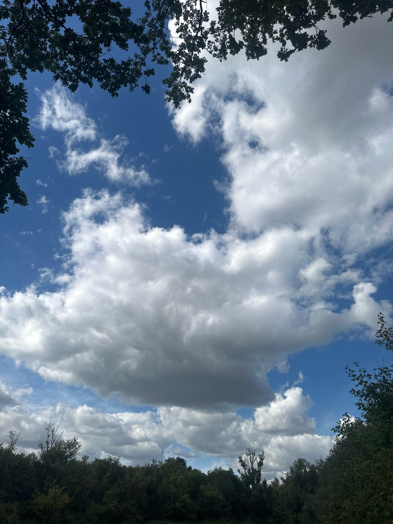 The image is a low-angle shot looking up at a blue sky filled with white and gray clouds. Tree branches with dark green leaves frame the top and right edges of the sky. The bottom of the image shows a dense line of dark green trees, representing the horizon. The scene appears to be an outdoor environment, possibly a park or wooded area within Makiv, Ukraine, given the provided context. There are no people or discernible objects other than natural elements.