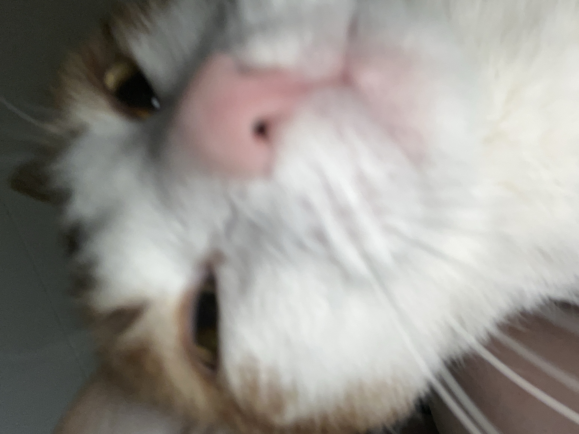 Close-up, slightly blurred view of a cat's face. The cat has white and brown fur, a pink nose, and yellow-green eyes. The cat is positioned upside down in the frame. Thin, light-colored whiskers are visible on the right side of the image. The background is indistinct. No people or specific locations are identifiable, therefore no location can be confirmed in Chaikovsky, Russia.