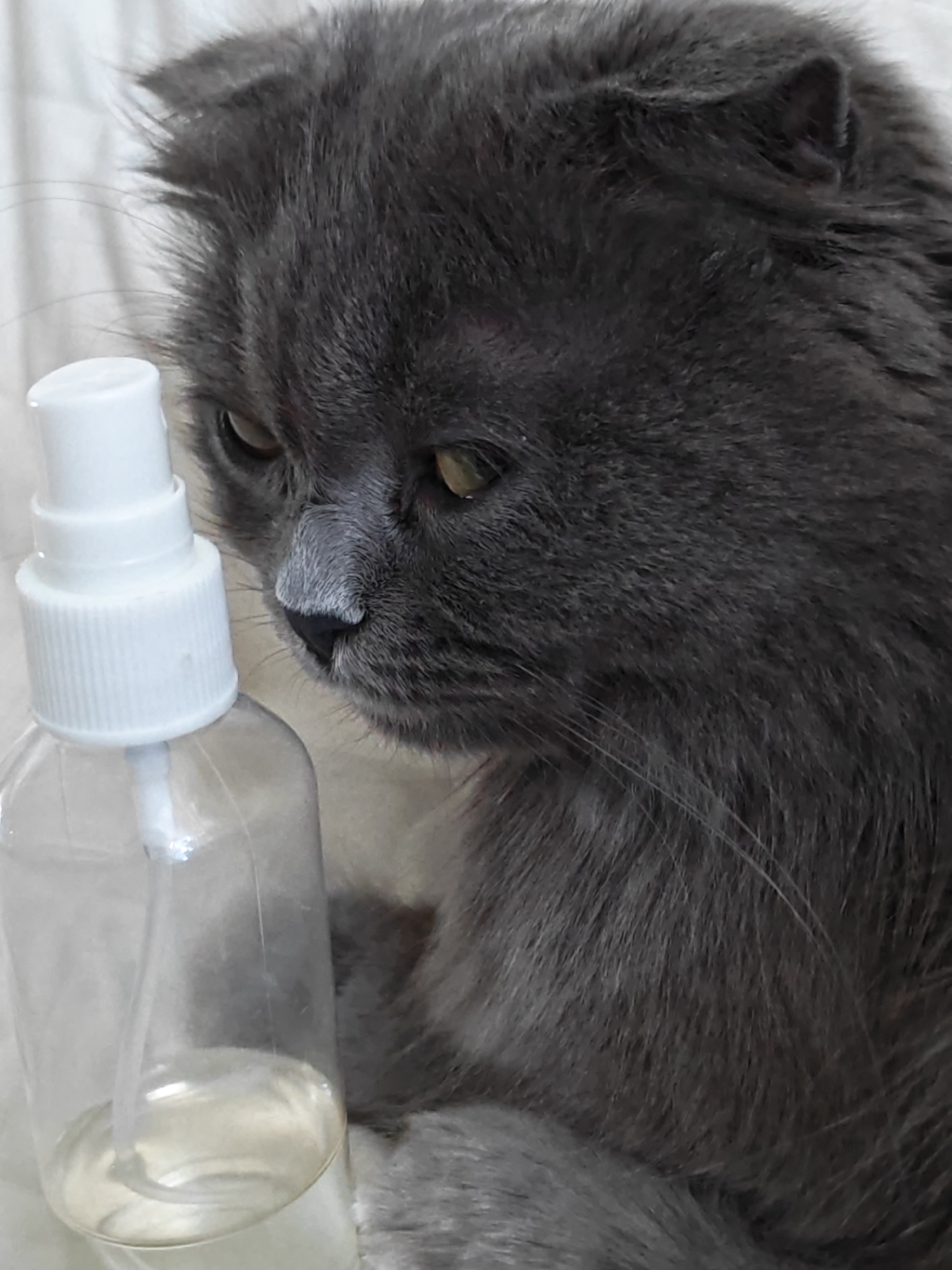 A close-up shot shows a fluffy grey cat with yellow eyes peering at a clear spray bottle filled with clear liquid. The cat's nose is lightly dusted with white powder. The background is a soft, neutral color. The scene is indoors, likely in a domestic setting.