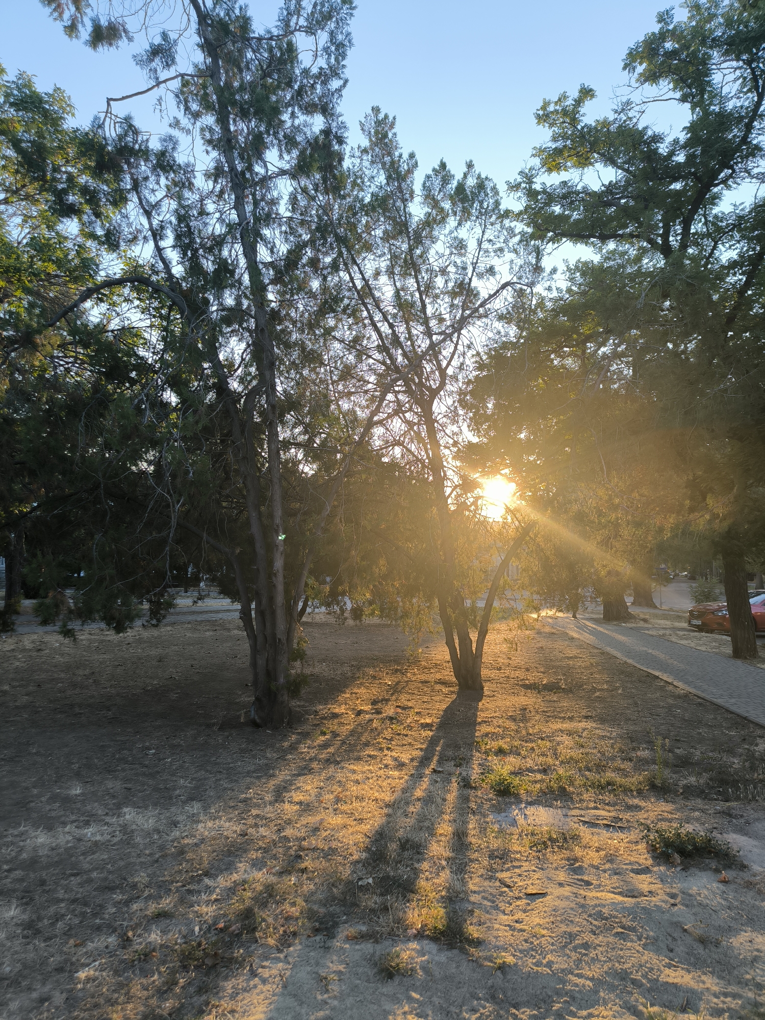 The image depicts a tree-lined path in Mykolaiv, Ukraine, bathed in the warm glow of sunset. The sun's rays pierce through the foliage, casting long shadows across the dusty ground and a paved walkway. Several trees, primarily coniferous with some deciduous trees visible further back, dominate the scene. In the background, a red car is parked near the path. The sky is a clear blue, transitioning to a lighter hue near the horizon. The overall atmosphere is tranquil and serene, capturing a quiet moment in the city.