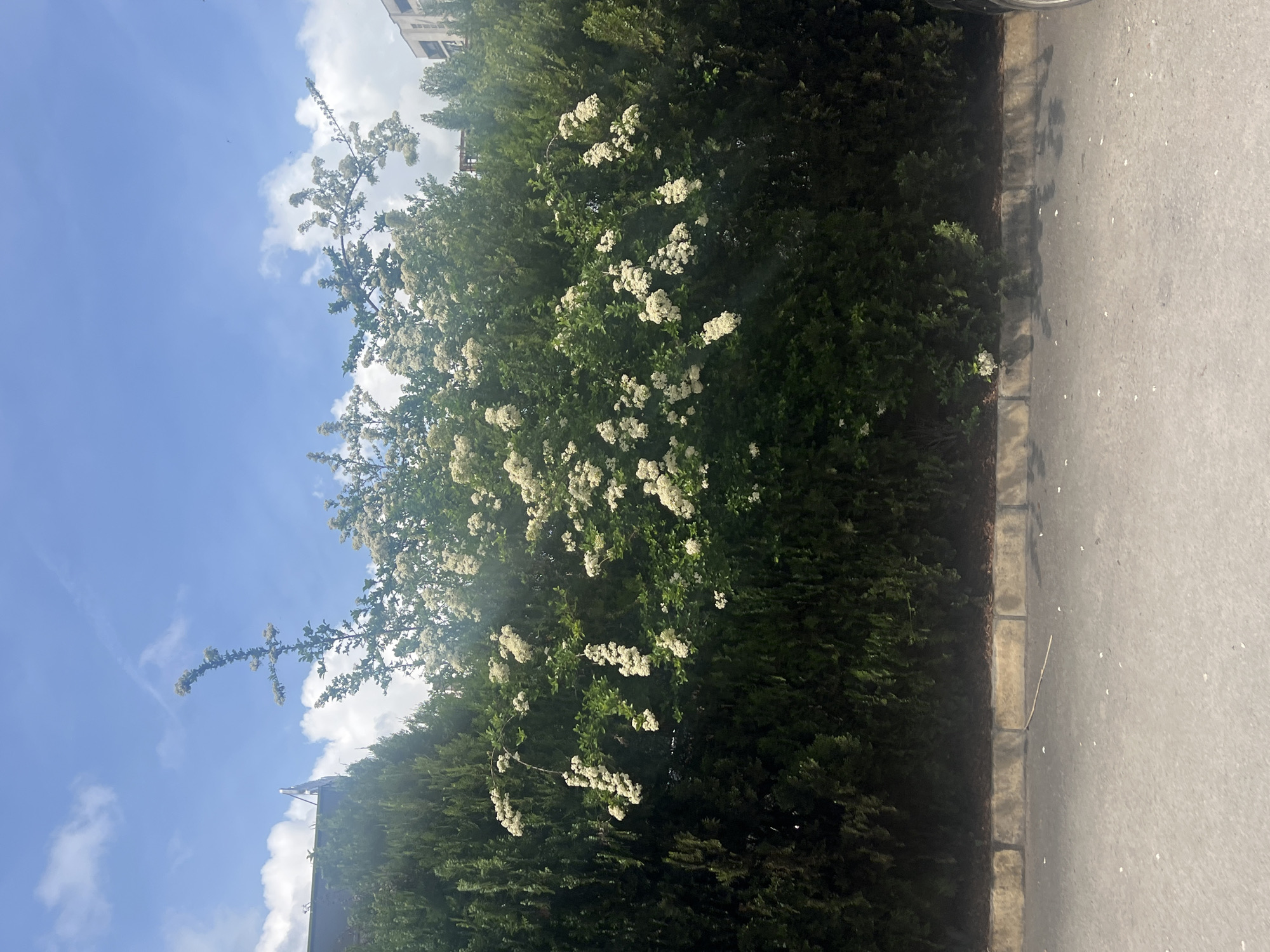 The image depicts a street scene in Varna, Bulgaria. On the left, a tall, dense evergreen hedge with clusters of white flowers dominates the view. The hedge appears well-maintained, forming a clear boundary between the foliage and the adjacent pavement. A section of the curbstone is visible, separating the hedge from the grey asphalt of the road on the right side of the frame. Above the hedge, a partially visible blue sky is dotted with white clouds, creating a bright, daytime atmosphere. A few building structures are also faintly visible above the tree line.