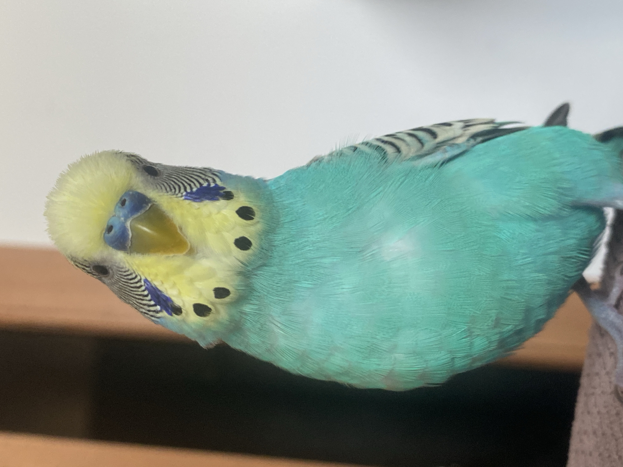 A close-up shot of a blue and yellow budgie parrot, slightly tilted, with its head in the lower left corner and the rest of its body extending toward the upper right. The bird's head is mostly yellow with black stripes and spots, and it has a blue beak and nostrils. The body is primarily a solid light-blue color. The background is a blurred combination of brown and white, suggesting a domestic indoor setting.