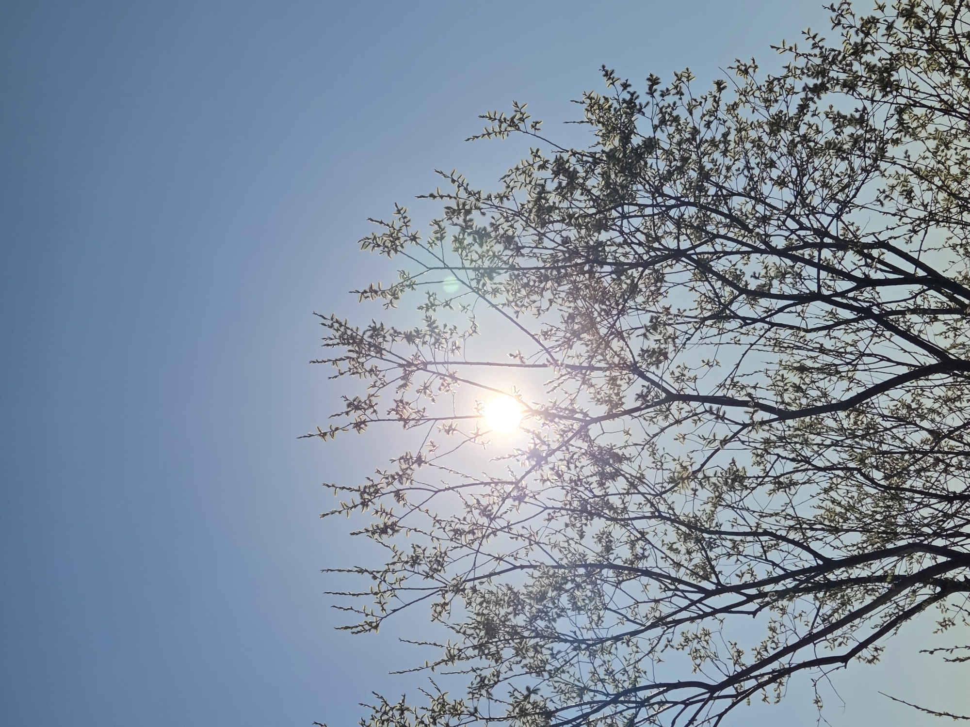 The image shows a tree with thin branches and small leaves against a clear blue sky. The sun is visible through the branches, creating a lens flare effect. The scene appears to be outdoors on a bright day. The location is not provided.