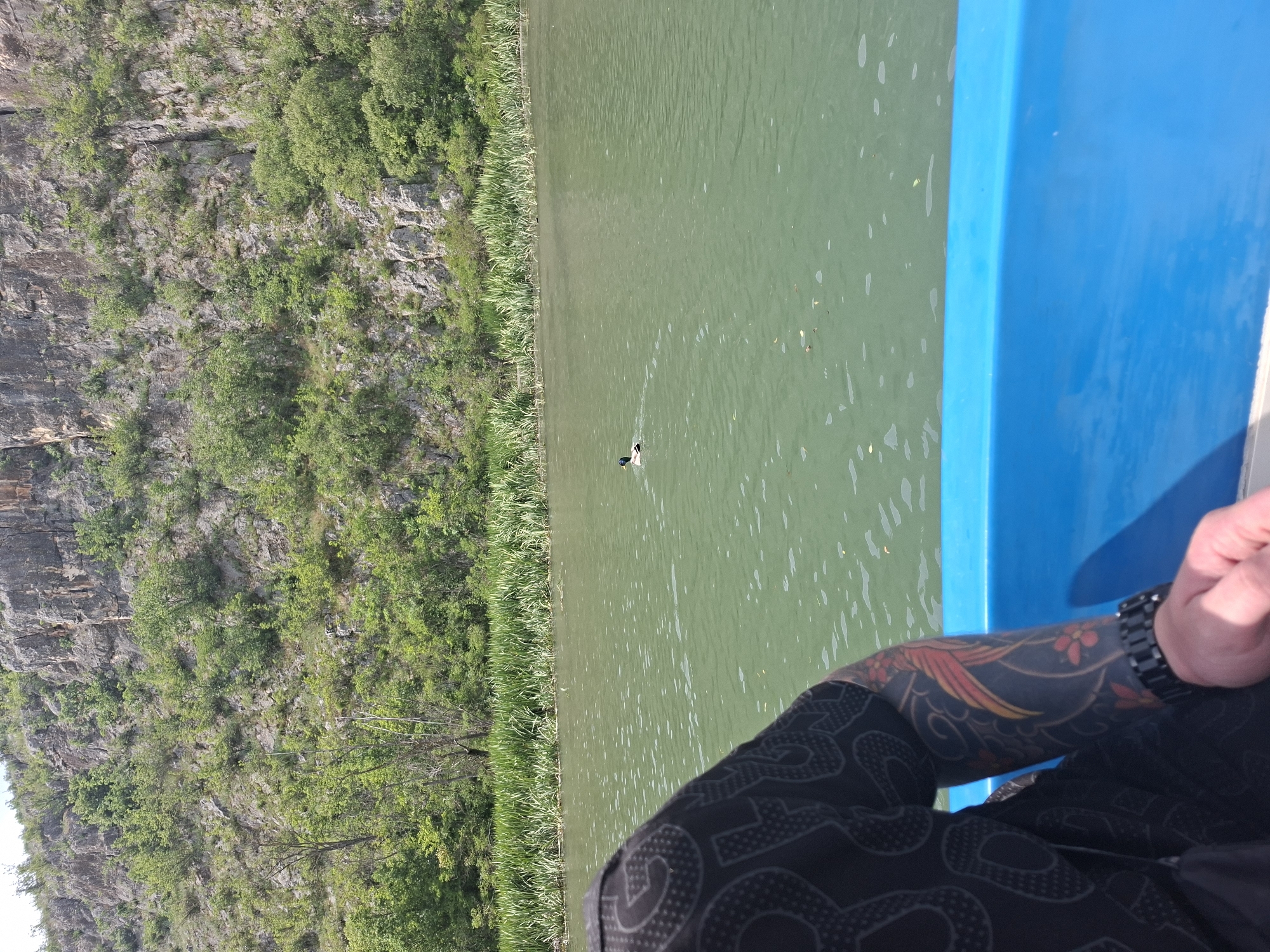 The image depicts a view from a blue boat on a river near Lukovit, Bulgaria. A cliff face covered in vegetation is visible on the left bank. Reeds line the riverbank. A single duck floats on the water's surface. An arm with a dark tattoo and a watch is in the lower right of the frame. A patterned dark shirt is also visible.