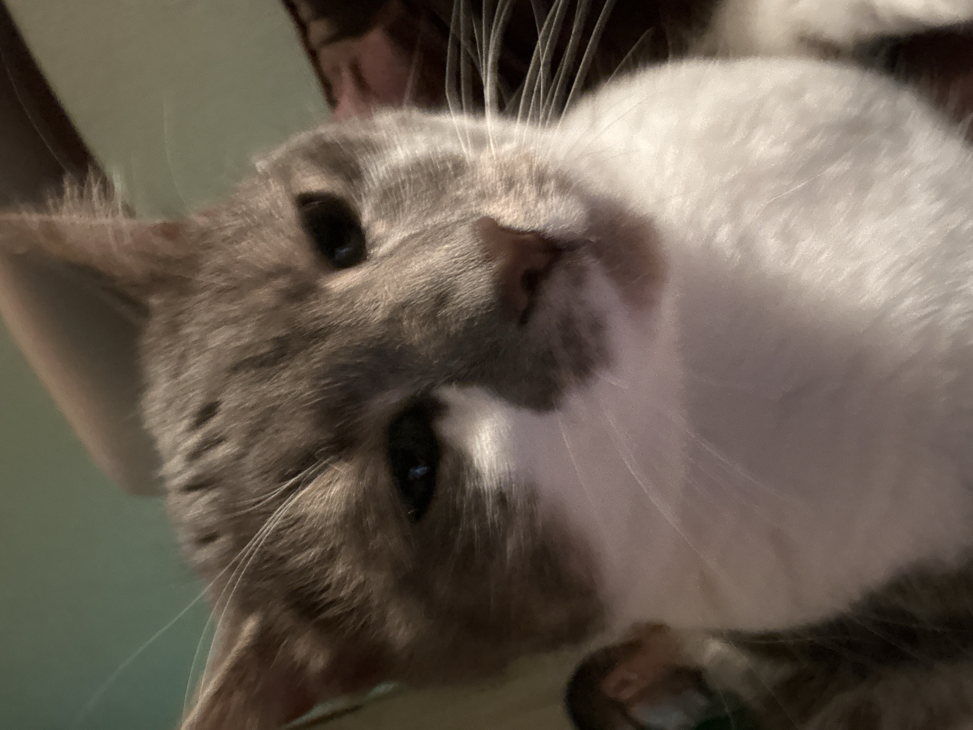A close-up, slightly blurry, indoor portrait captures a gray and white cat's face, looking directly at the camera. The cat's fur is short and appears soft. Its eyes are dark and its nose is pink. The background is out of focus, showing a greenish-blue wall and hints of dark fabric. There is no identifiable location within the city of Sofia, Bulgaria.