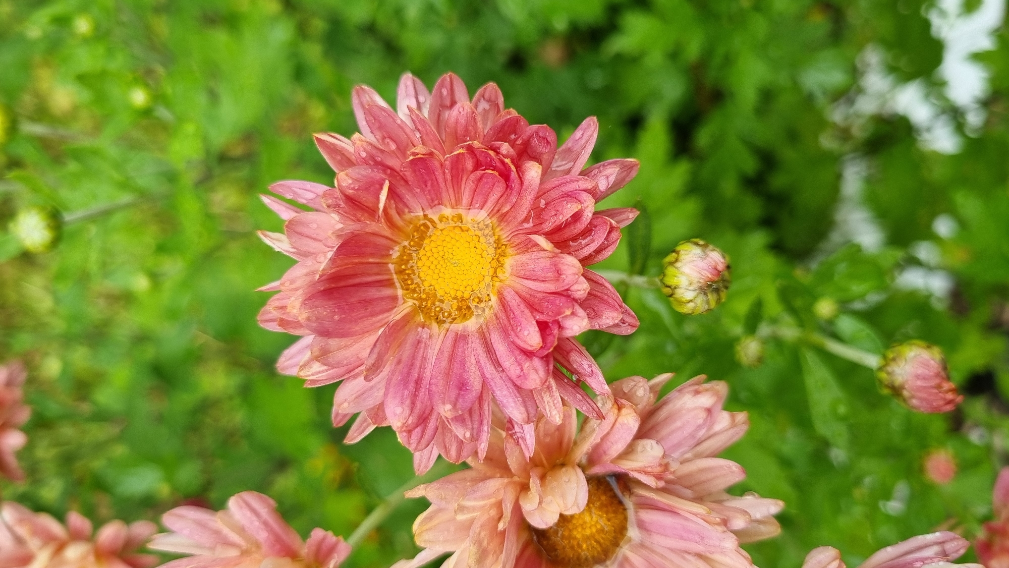 A close-up, vertical shot showcases a cluster of pink chrysanthemums, some in full bloom and others as buds, against a blurred green foliage background. The flowers are wet, suggesting recent rain or dew, with water droplets visible on their petals. The central focus is a large, fully bloomed chrysanthemum with a bright yellow center and delicate pink petals that curve outwards. To its left, another partially bloomed chrysanthemum of a similar color is visible. Several green buds are scattered throughout the frame, with one prominent bud located below the main flower. The overall impression is one of natural beauty and freshness, typical of a garden or park setting within the city of Kemul, Russia.