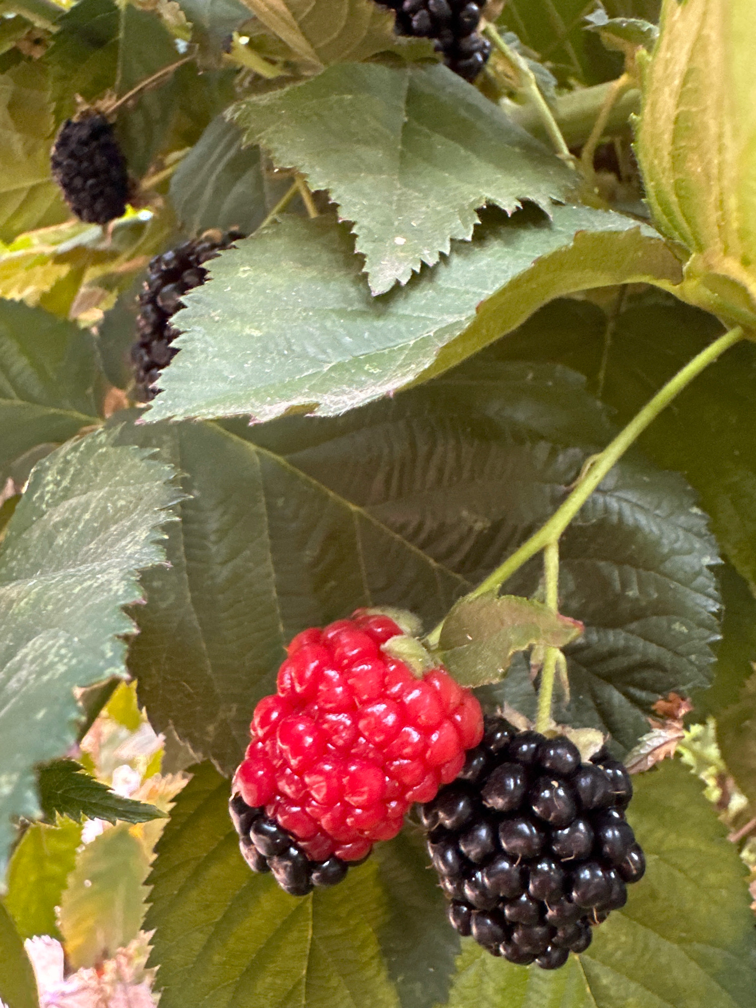 A close-up, vertical shot focuses on a cluster of ripe blackberries and one unripe raspberry hanging from a plant. The blackberries are a deep, glossy black, appearing plump and segmented. The raspberry is a vibrant red, also segmented and firm, with a few dark sepals at its base. They are nestled amongst large, green, serrated leaves, some of which show a slightly lighter, almost dusty texture. The background is a blur of more green leaves and hints of sunlight filtering through. The setting is the garden of a private residence in Blizhnii Khutor, Moldova.